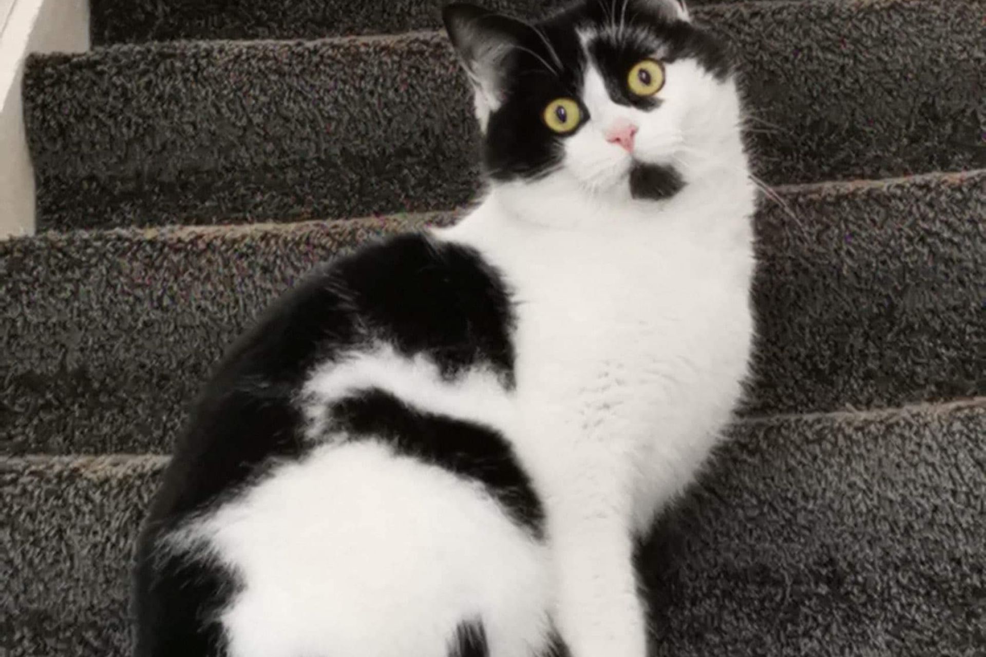  Vermist kat (Filip) in Ossendrecht