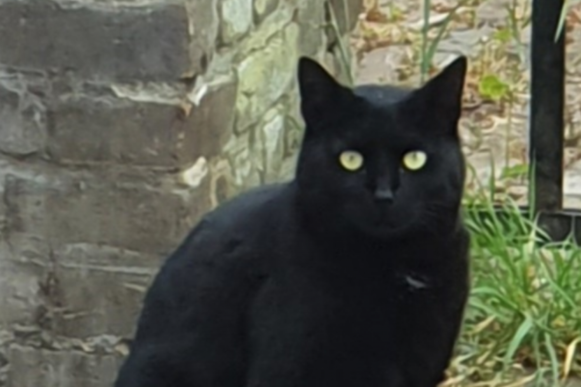 Zwarte poes, kat, omgeving centrum Doesburg. Vermist vanaf 20-08-2020