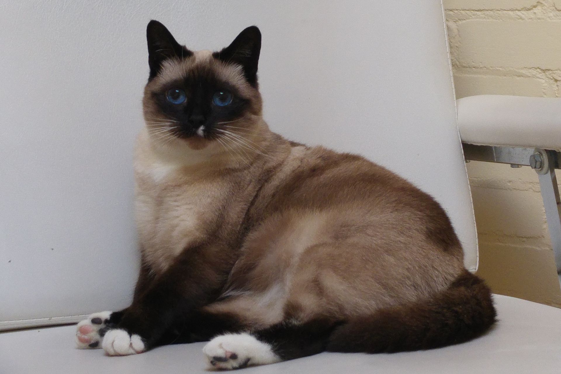 Snowshoe Chloé vermist