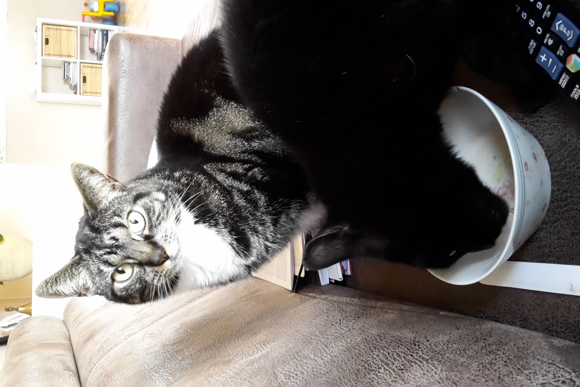 Poes 5 jaar