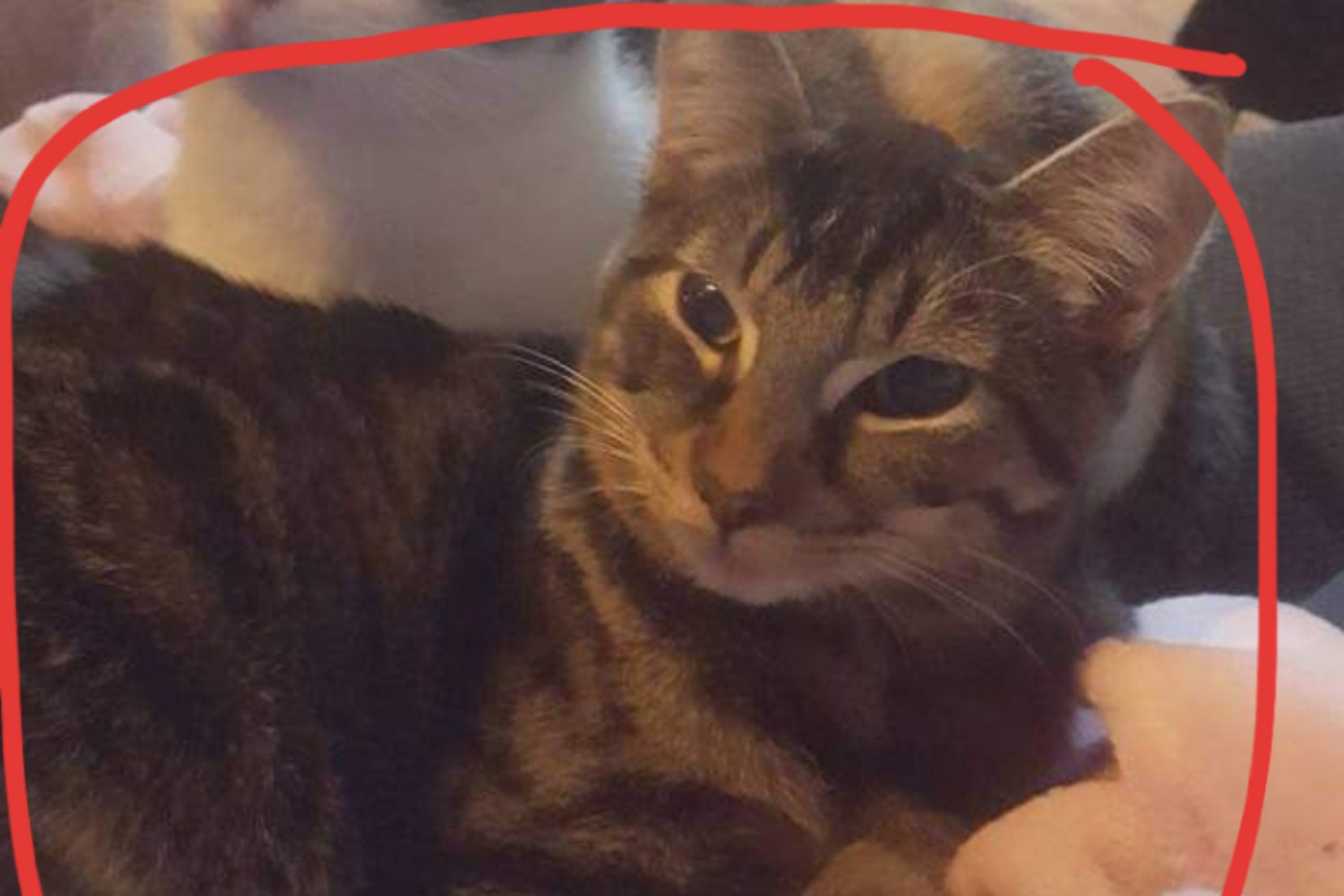 Roosje is een poes en is niet gesteraliceerd. (Ongesteraliceerd / ongesteraliceerde) vrouw, ze word vermist sinds 20-07-2019  in Almelo, ze had een roze halsband om toen ze er vandoor ging maar aangezien ze deze al eens zelf af gekregen heeft is het niet zeker dat ze hem nou nog om heeft. We missen haar heel erg en hopen dat ze gau terug komt.