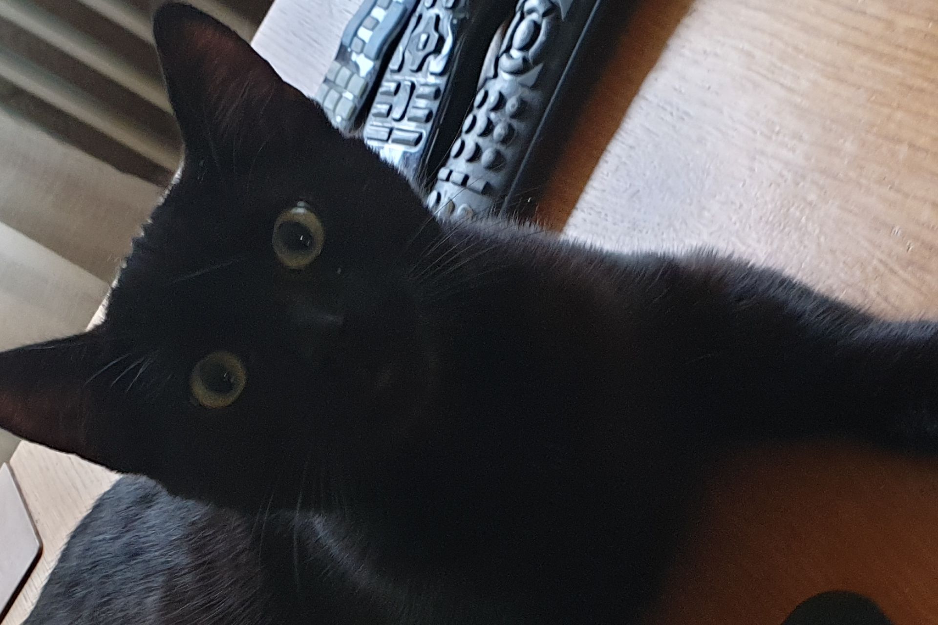 Vermist Ozzy de kater