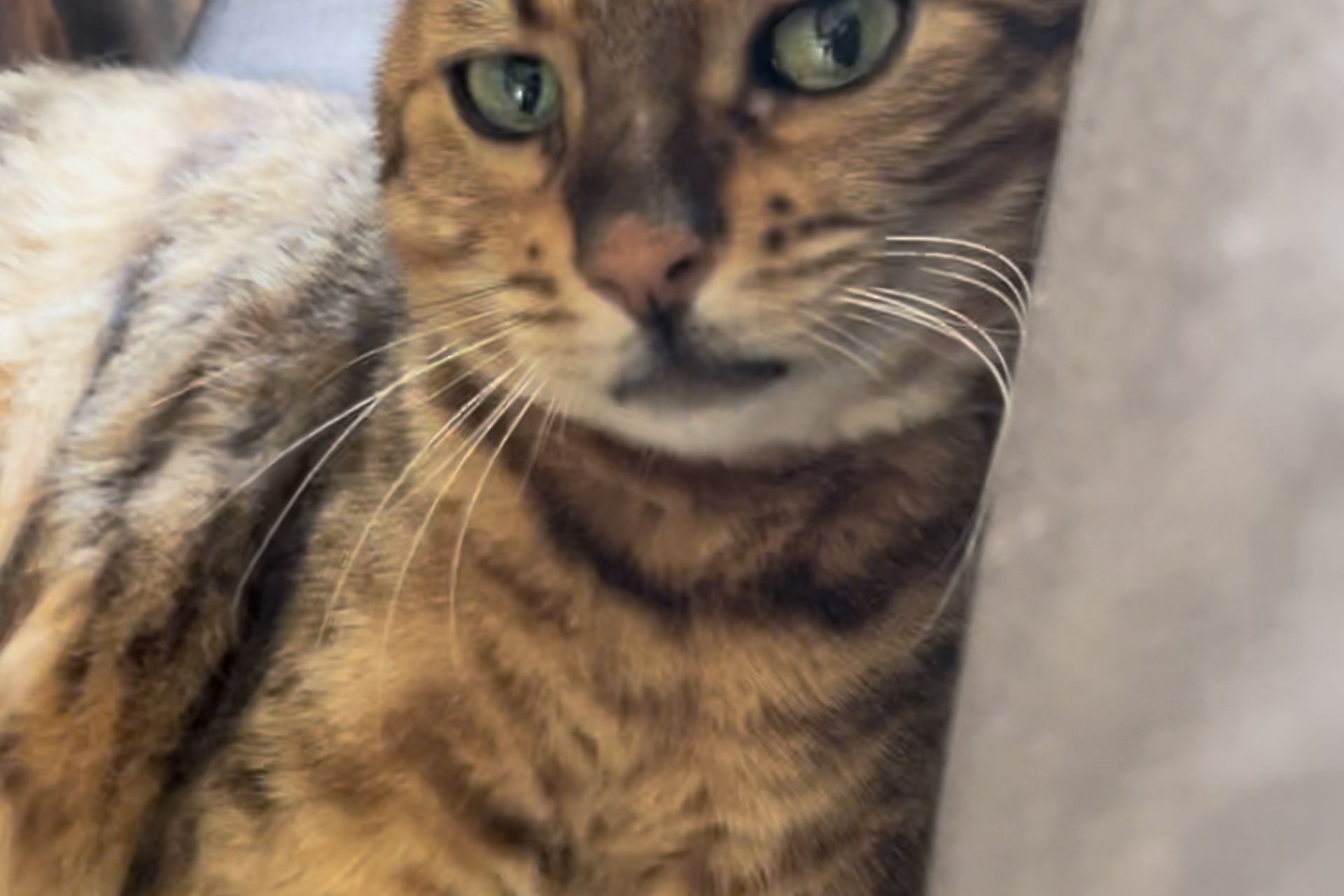 Diego