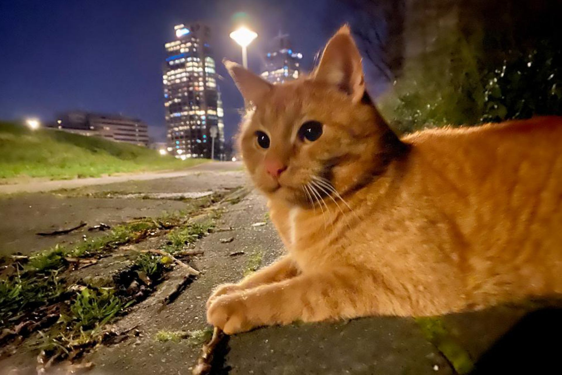 Omar, rode kater met beetje wit op buik en hals. 