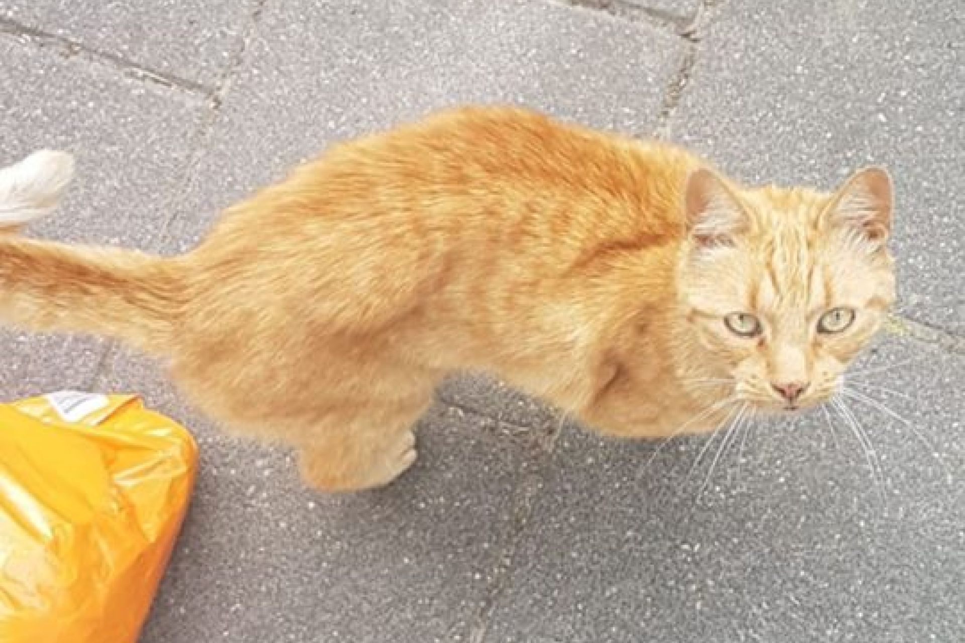 KLEINE KATER BOEFF/BOEFFIE VERMIST SINDS 27-7-2018 IN GRONINGEN BEIJUM