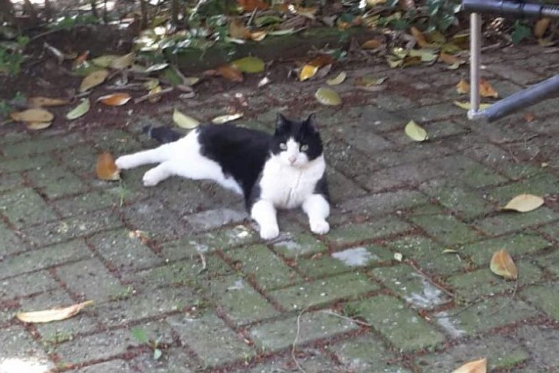 Vermist onze kater Boris