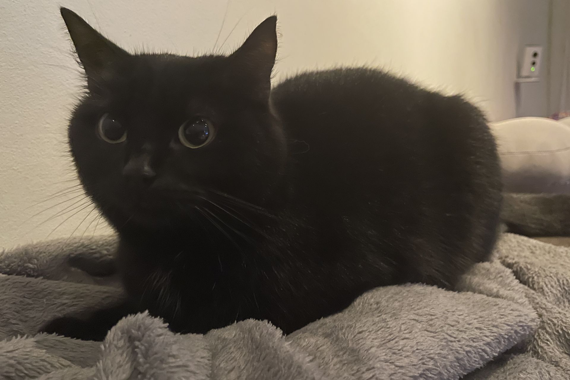 Poes, zwart met hoekje aan linkeroor door litteken