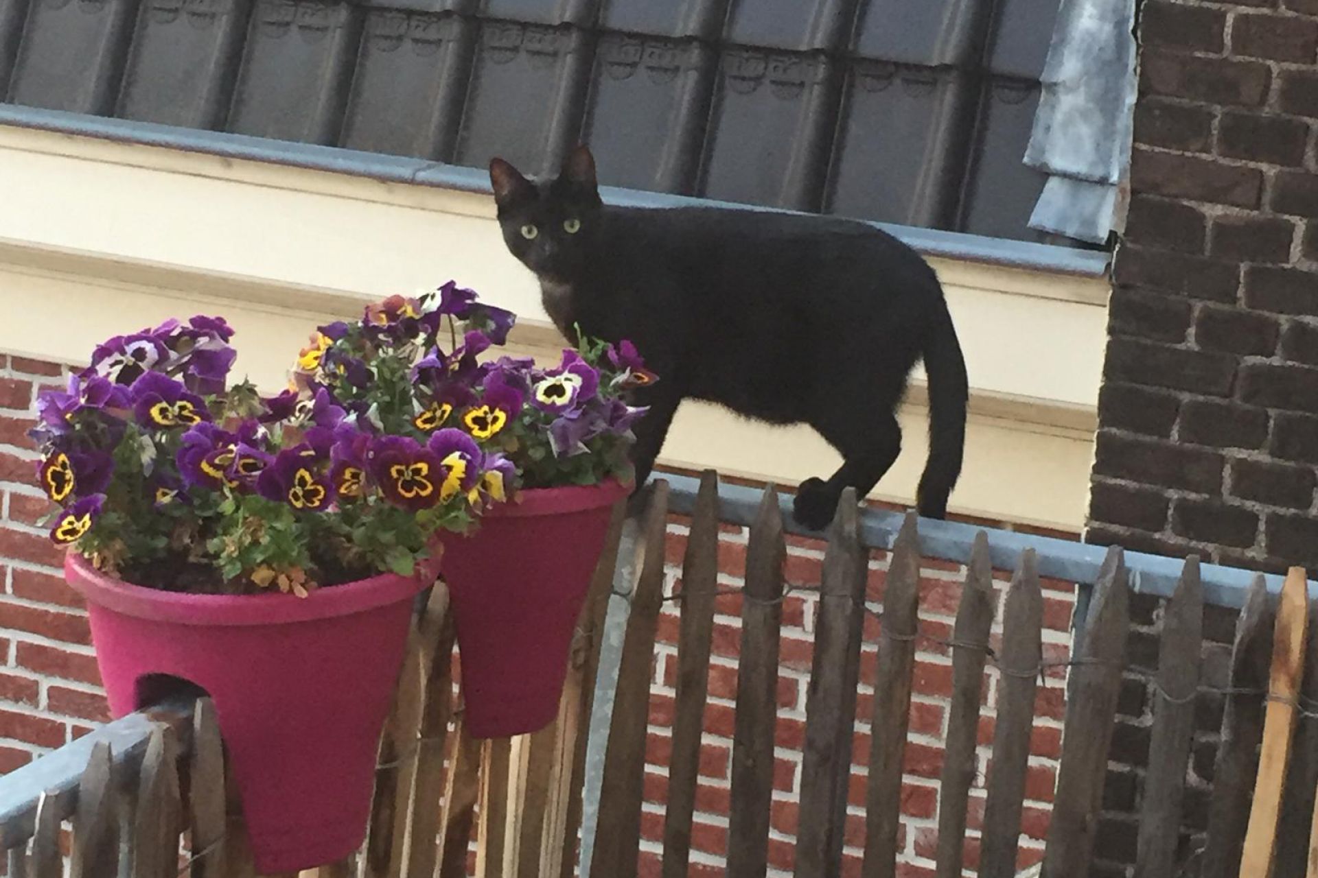 Dexter op het balkon, mei 2020