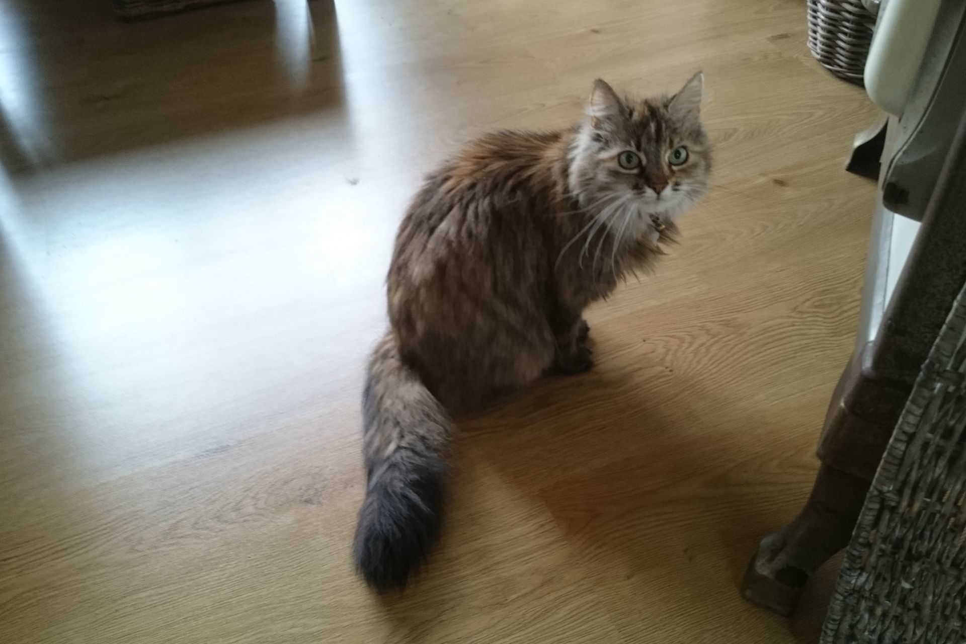 Vermist in Schinnen, omgeving Vonderstraat. Bo-bo