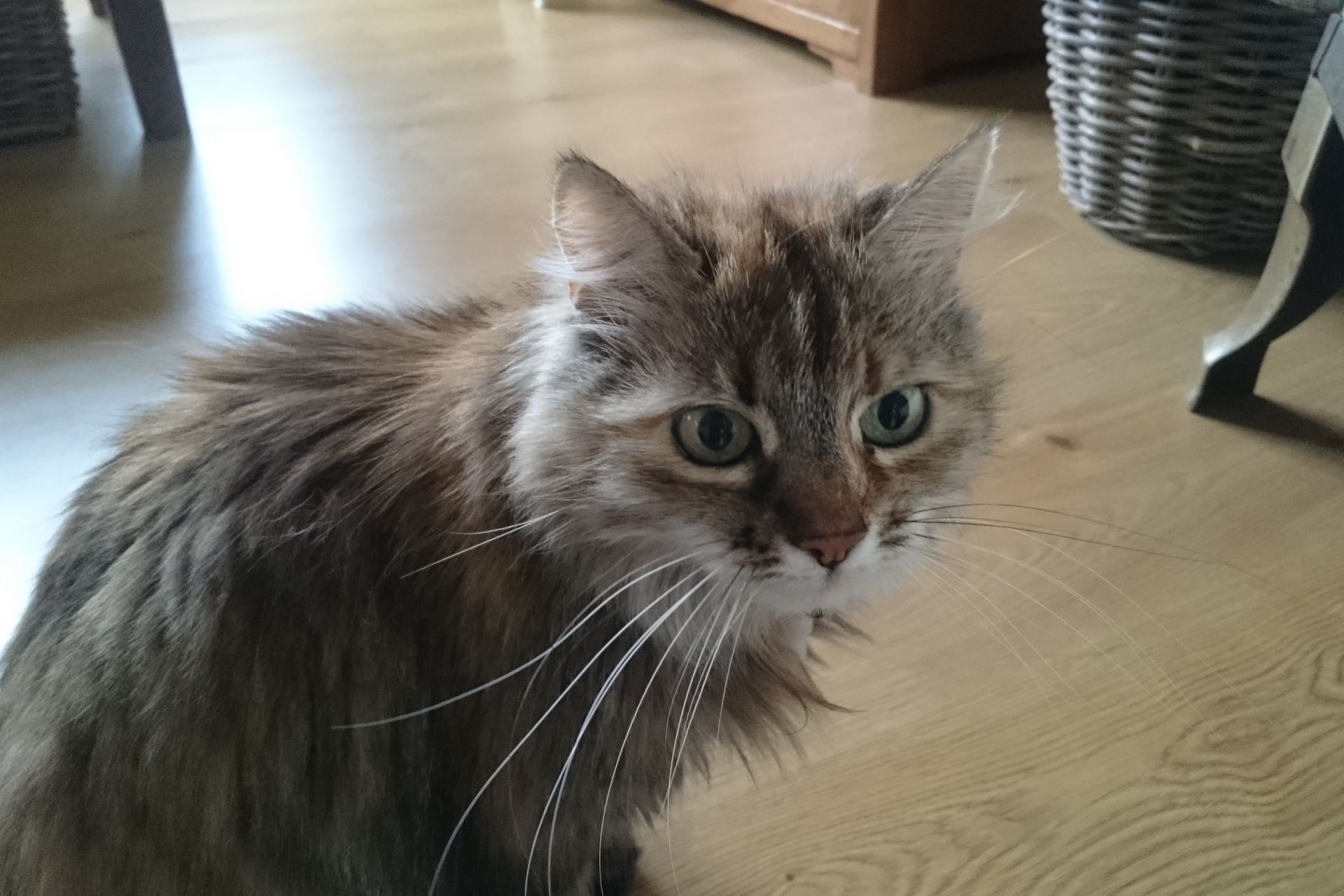 Vermist in Schinnen, omgeving Vonderstraat. Bo-bo.