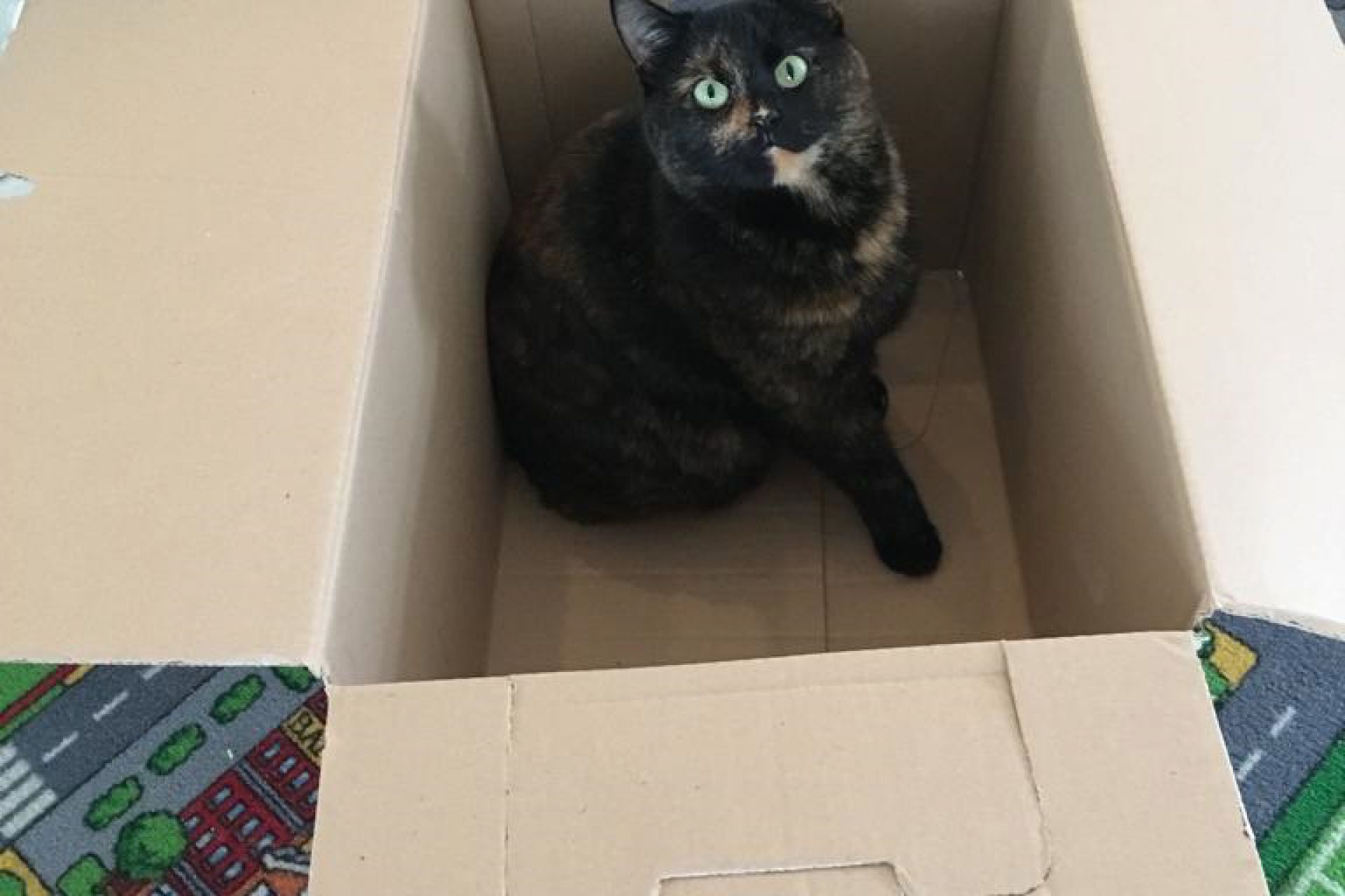 Ella onze poes is sinds 3 weken vermist. Ze is gechipt en staat geregistreerd bij NDG. Wilt een ieder uitkijken naar haar we missen haar enorm. 