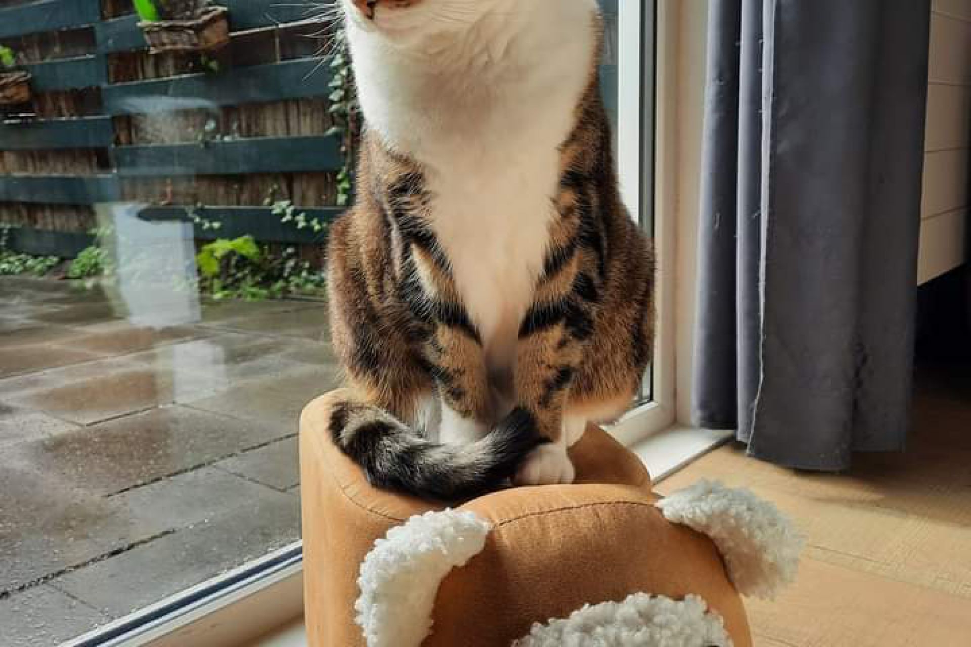 Kitty