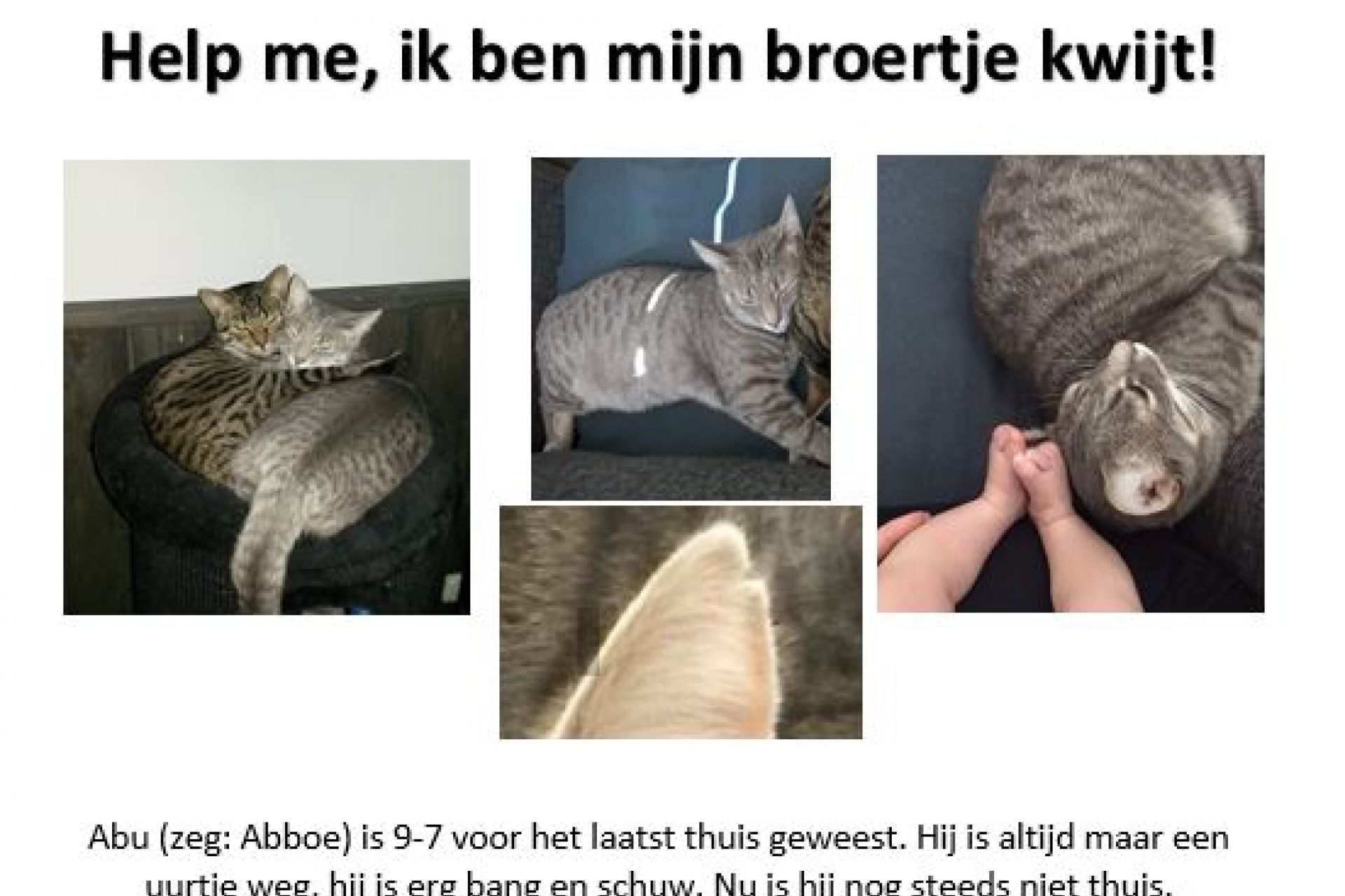 Abu (zeg: Abboe) is 9-7 voor het laatst thuis geweest. Hij is altijd maar een uurtje weg, hij is erg bang en schuw. Nu is hij nog steeds niet thuis.       Lichtgrijs gecyperd     Lang en rank     Bang en schuw     Lange, dunne staart     Wit rond bek, licht witte buik     Normaal tot grote oren, wit vanbinnen     Klein sneetje in linker oor, bij het topje