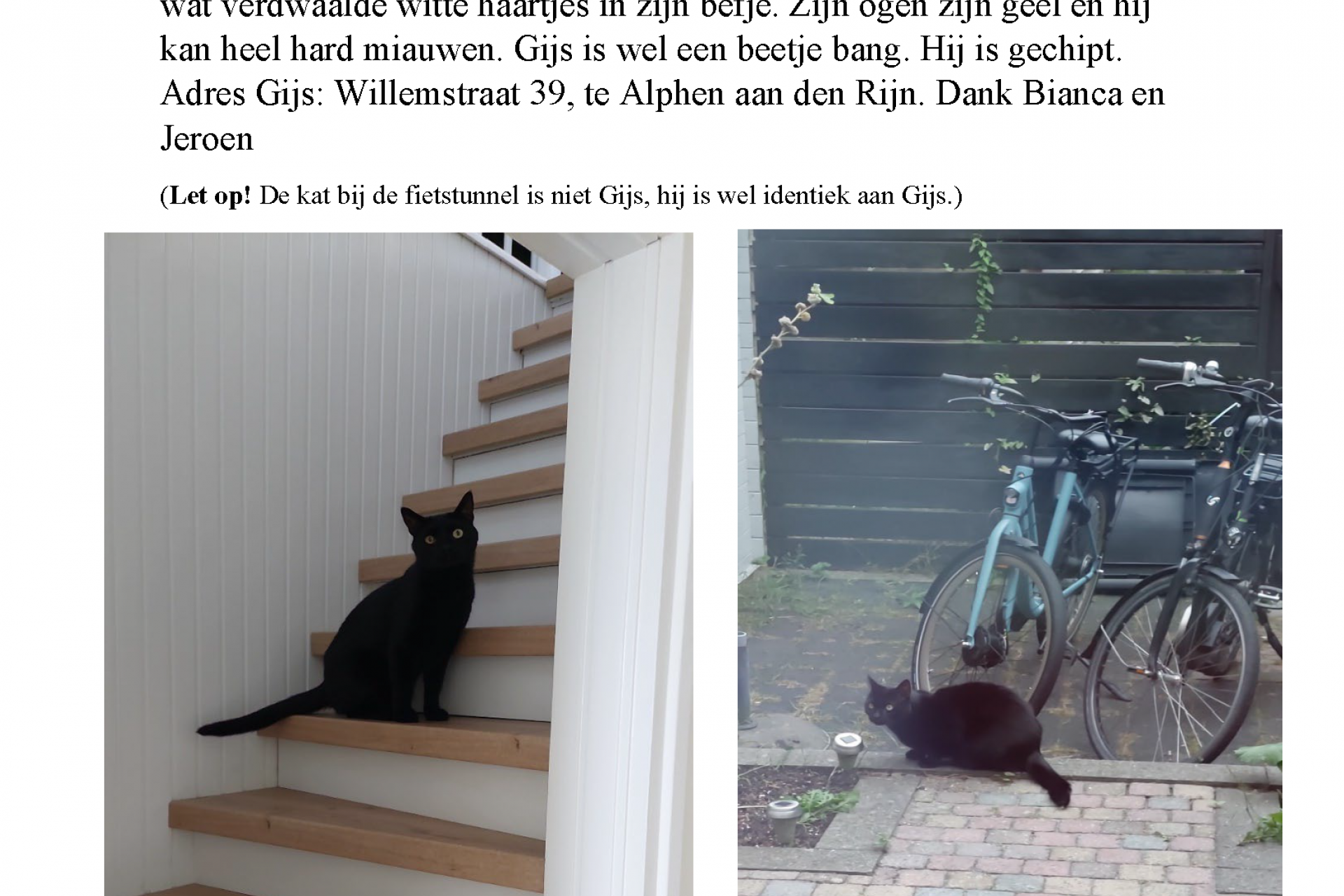 Kater Gijs vermist in Alphen aan de Rijn, omgeving Willemstraat