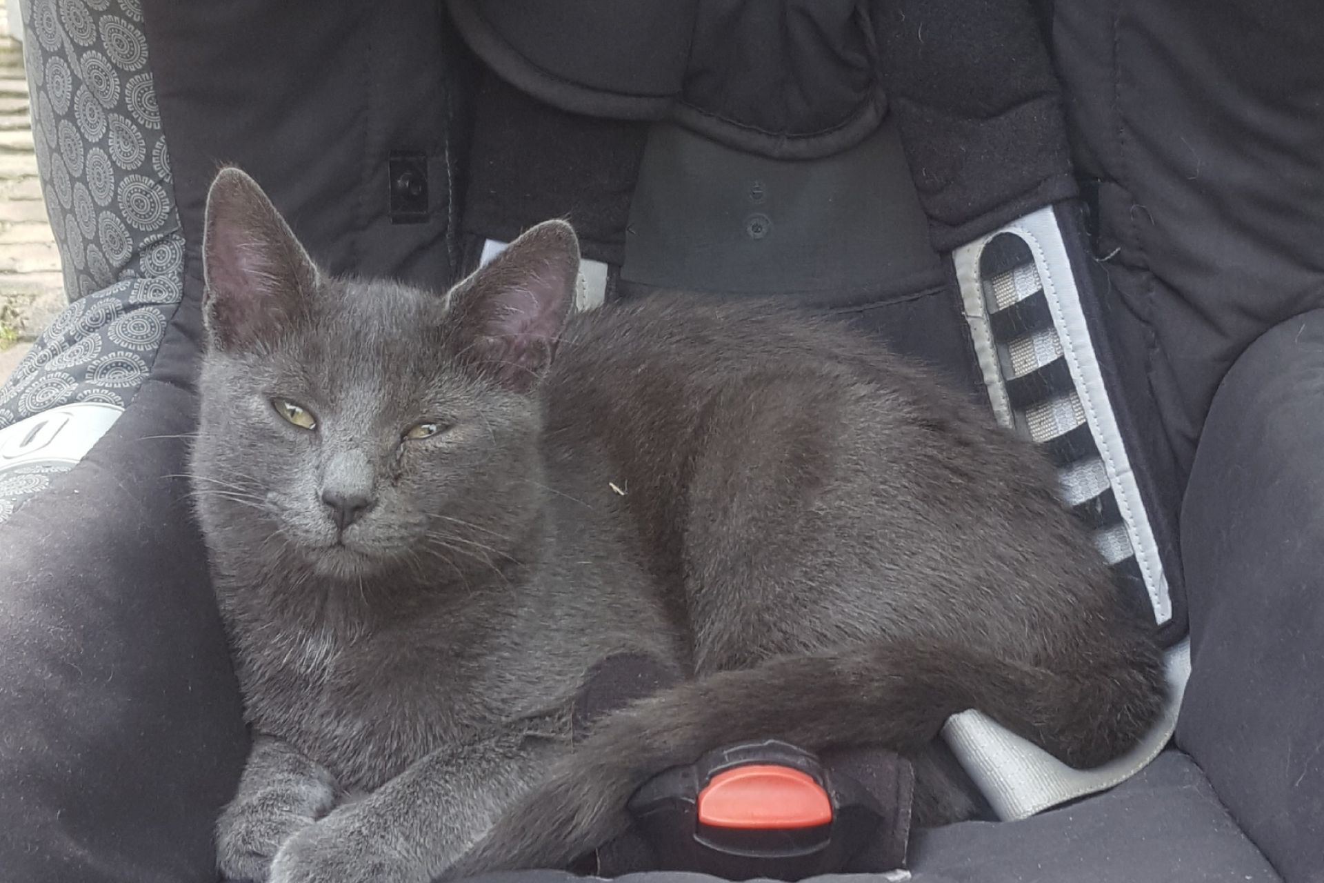 Blauwgrijze (gecastreerde) kater van 8 maand oud. Vermist in Oirschot sinds 15 juni 2018, omgeving Straten/Montfortlaan/de Bollen. Is zeer aanhankelijk. Linker oog traant overmatig.