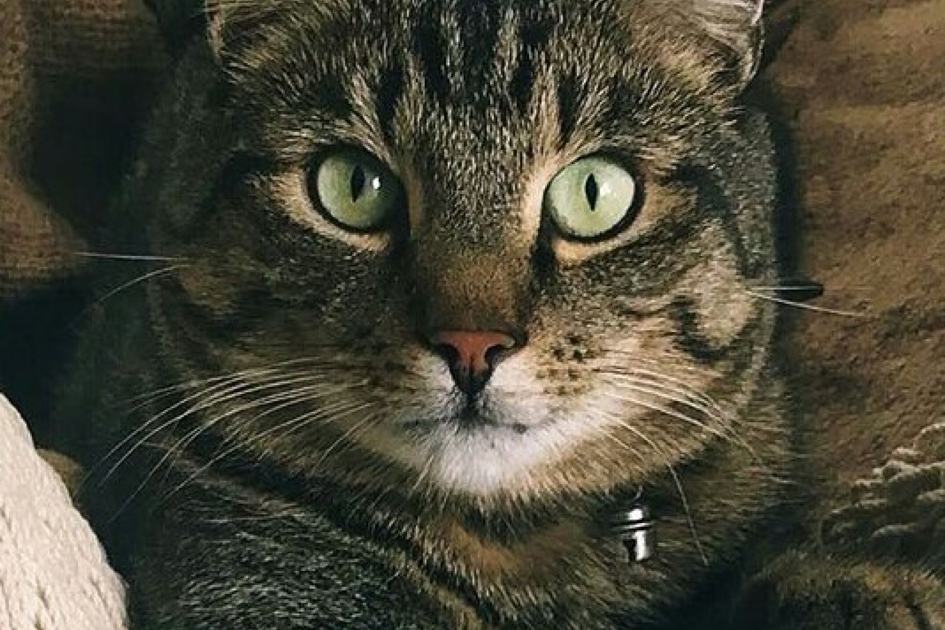 Kater Billy vermist in Nijmegen Lent. Mogelijk meegereisd met bouwverkeer! 