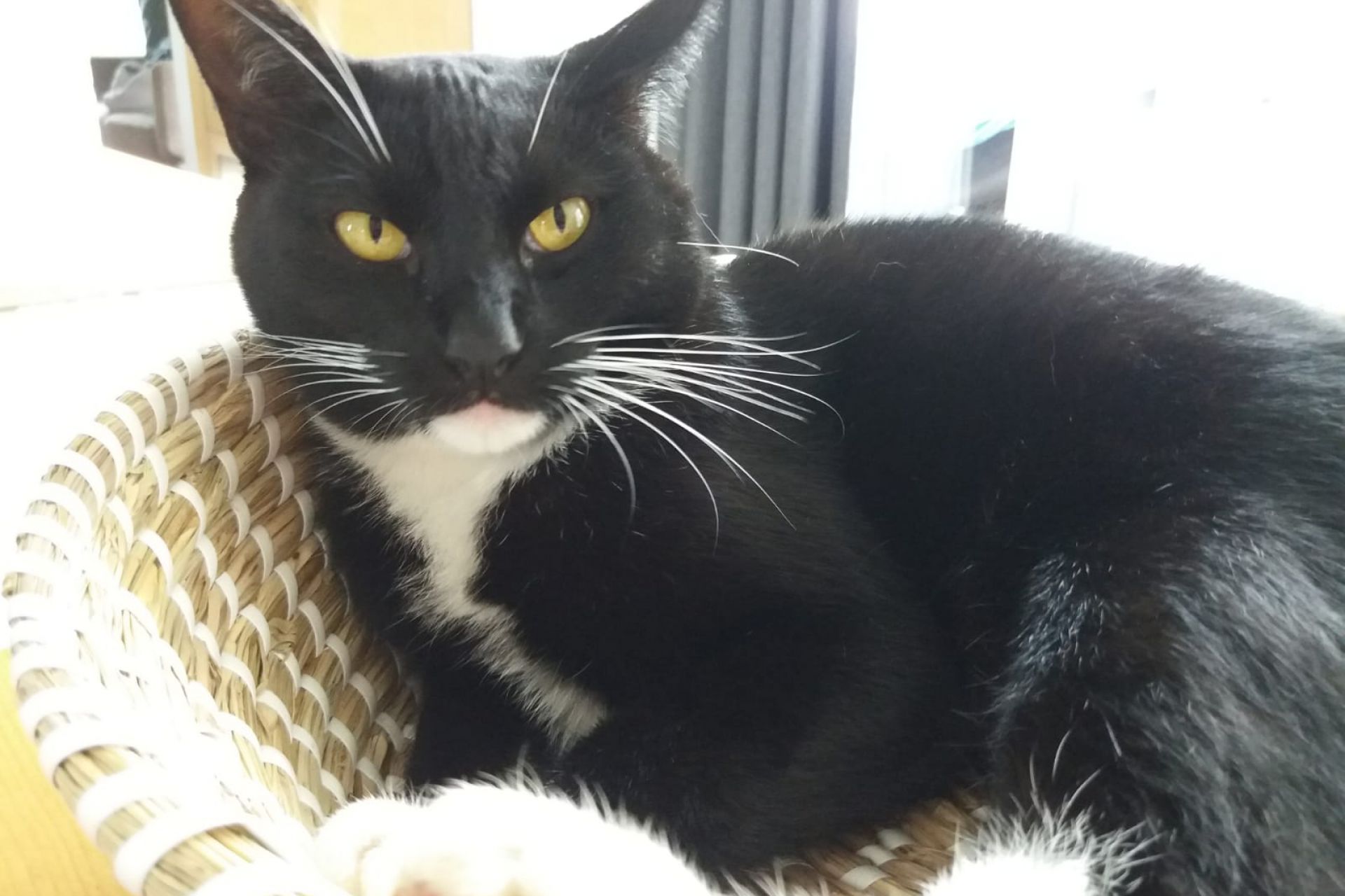 Poes vermist omgeving Roermond