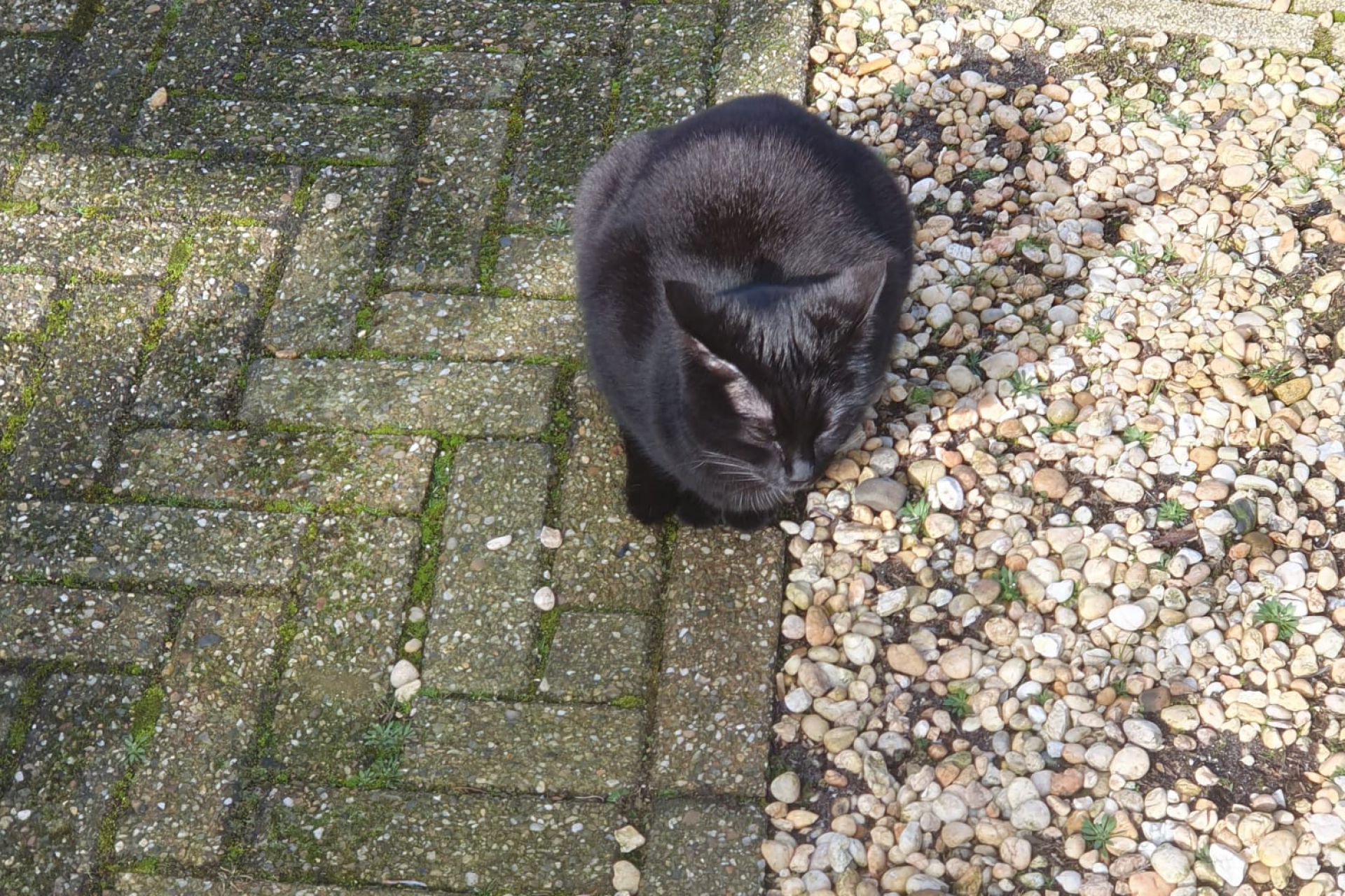 Zwarte kat vermist in Roden 