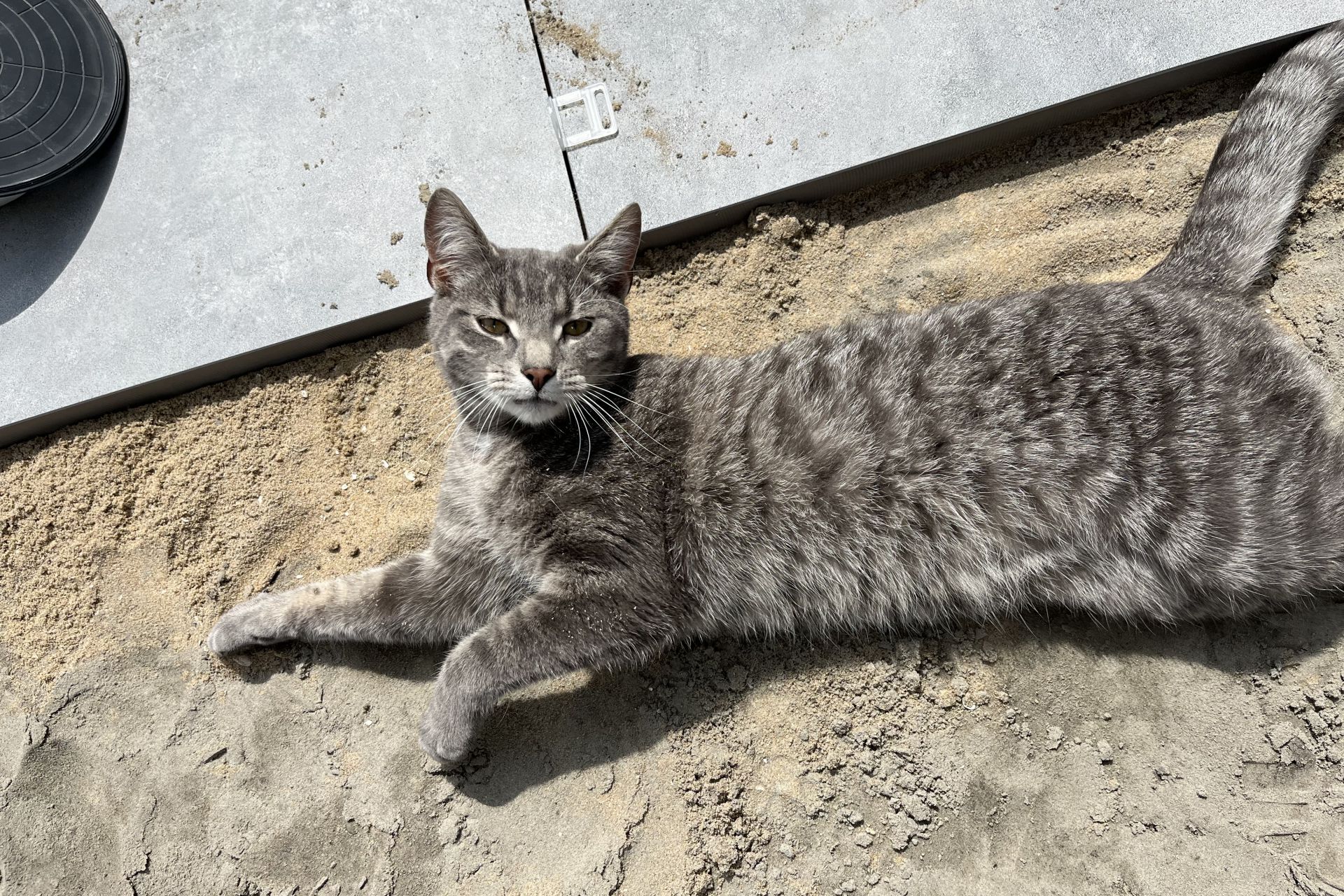 Grijs kat vermist in Papendrecht - Tranqi