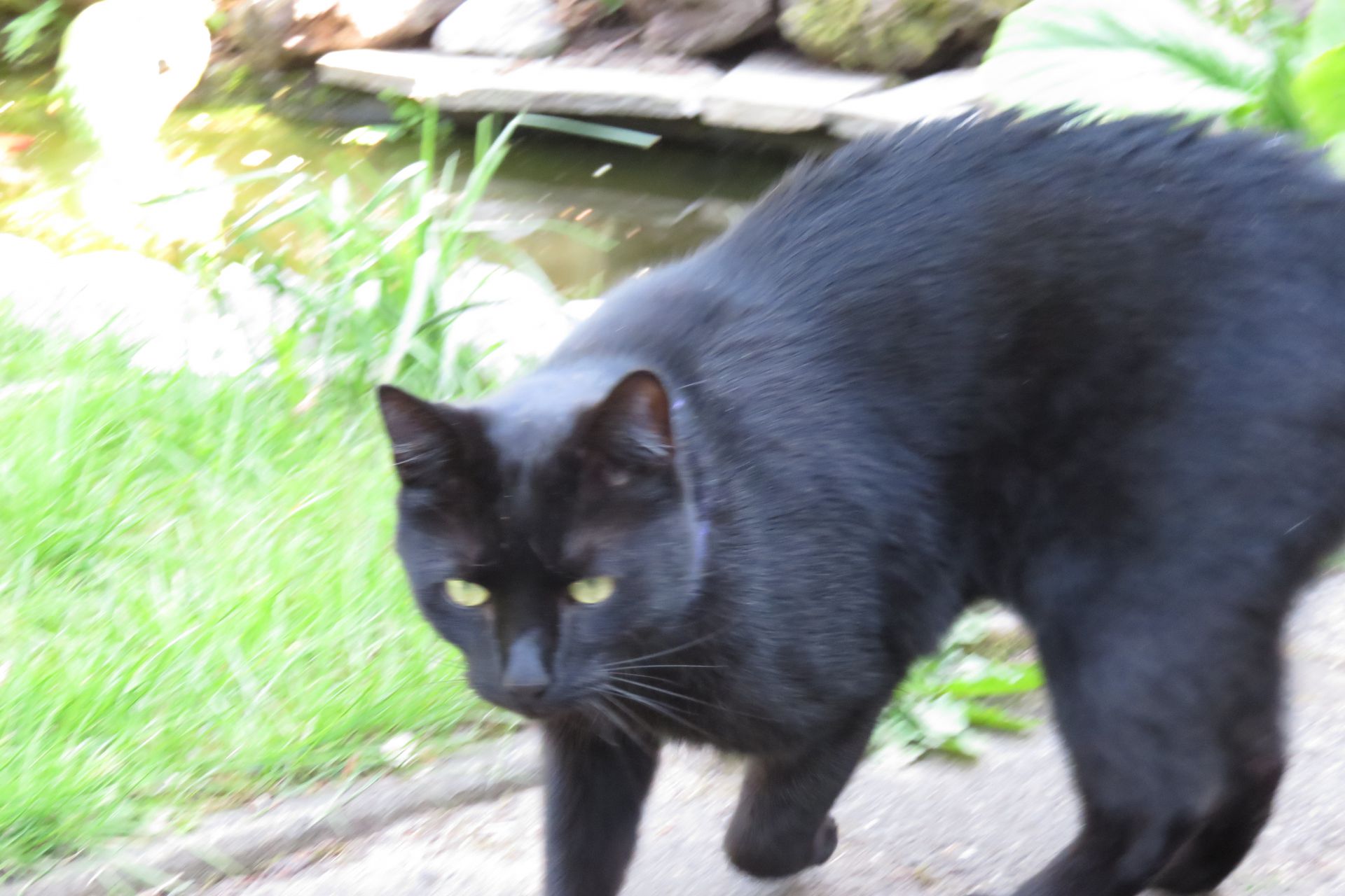 zwarte kater met een paar witte haartjes op de borst,hij is vrij land met brede neus.