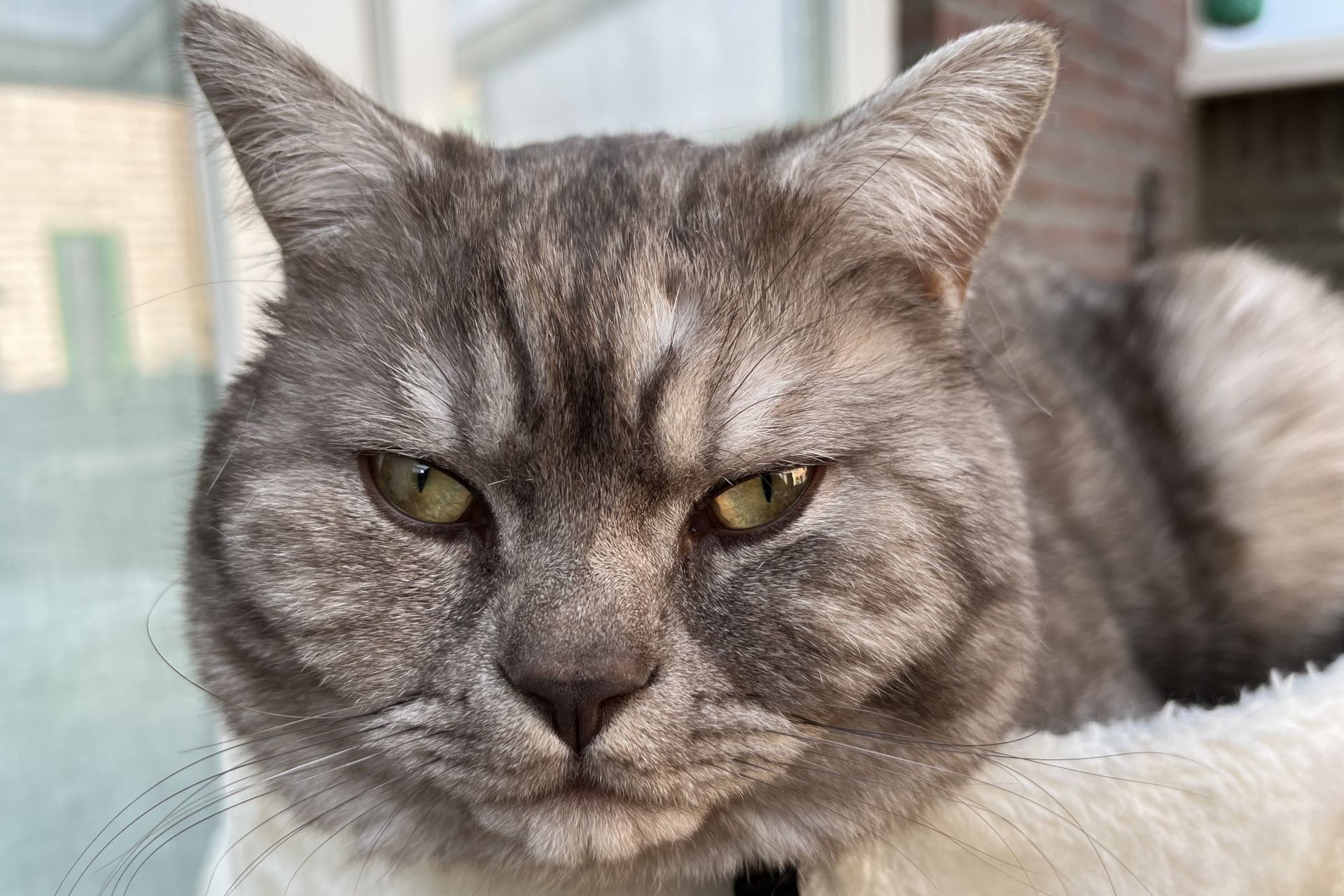 Vermist kater Bailey omgeving Fatima 