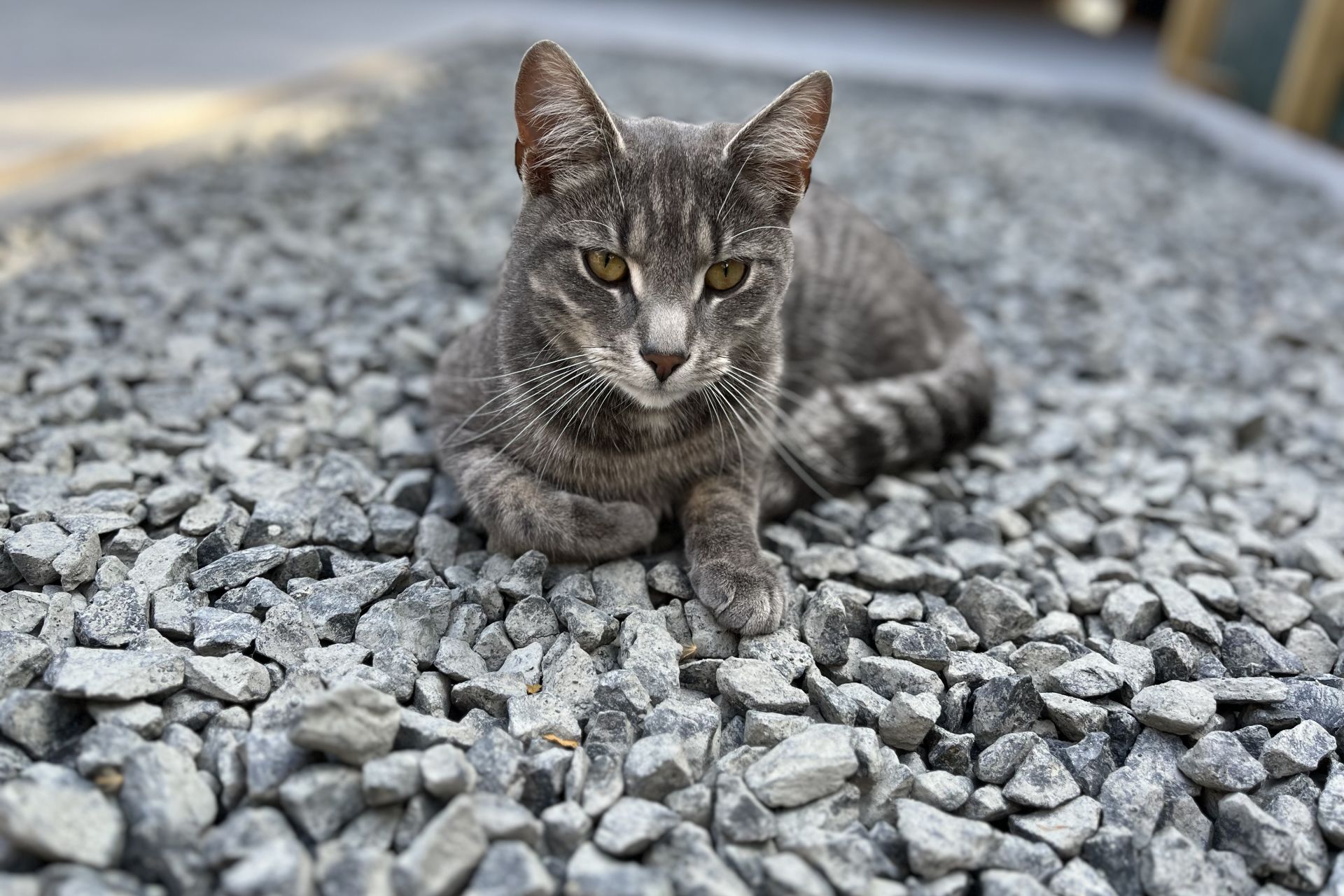 Grijs kat vermist in Papendrecht - Tranqi