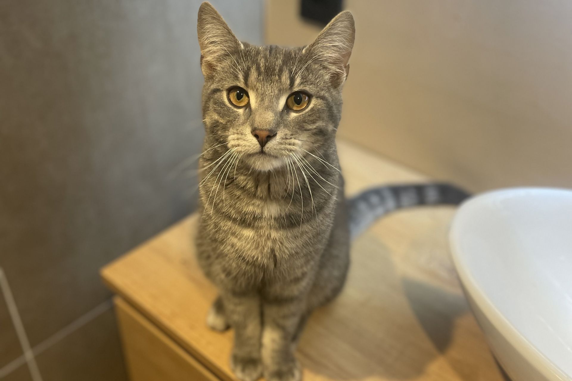 Grijs kat vermist in Papendrecht - Tranqi