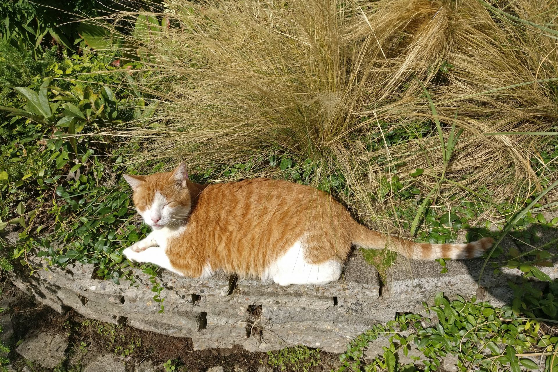 Kater van ongeveer 7 jaar, bovenkant rood, onderkant wit. Bijzonder vriendelijk en aanhalig.  