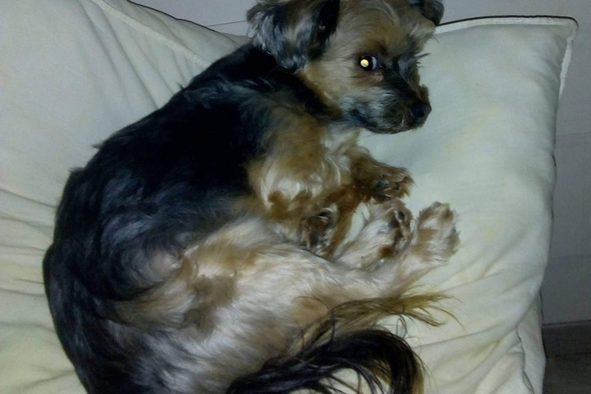 Vermist in Meijel kleine Mini Yorkie  reutje kastreert 13J oud sinds 20.30 uur D.D 11.02.2026  Roep Naam  Manno 