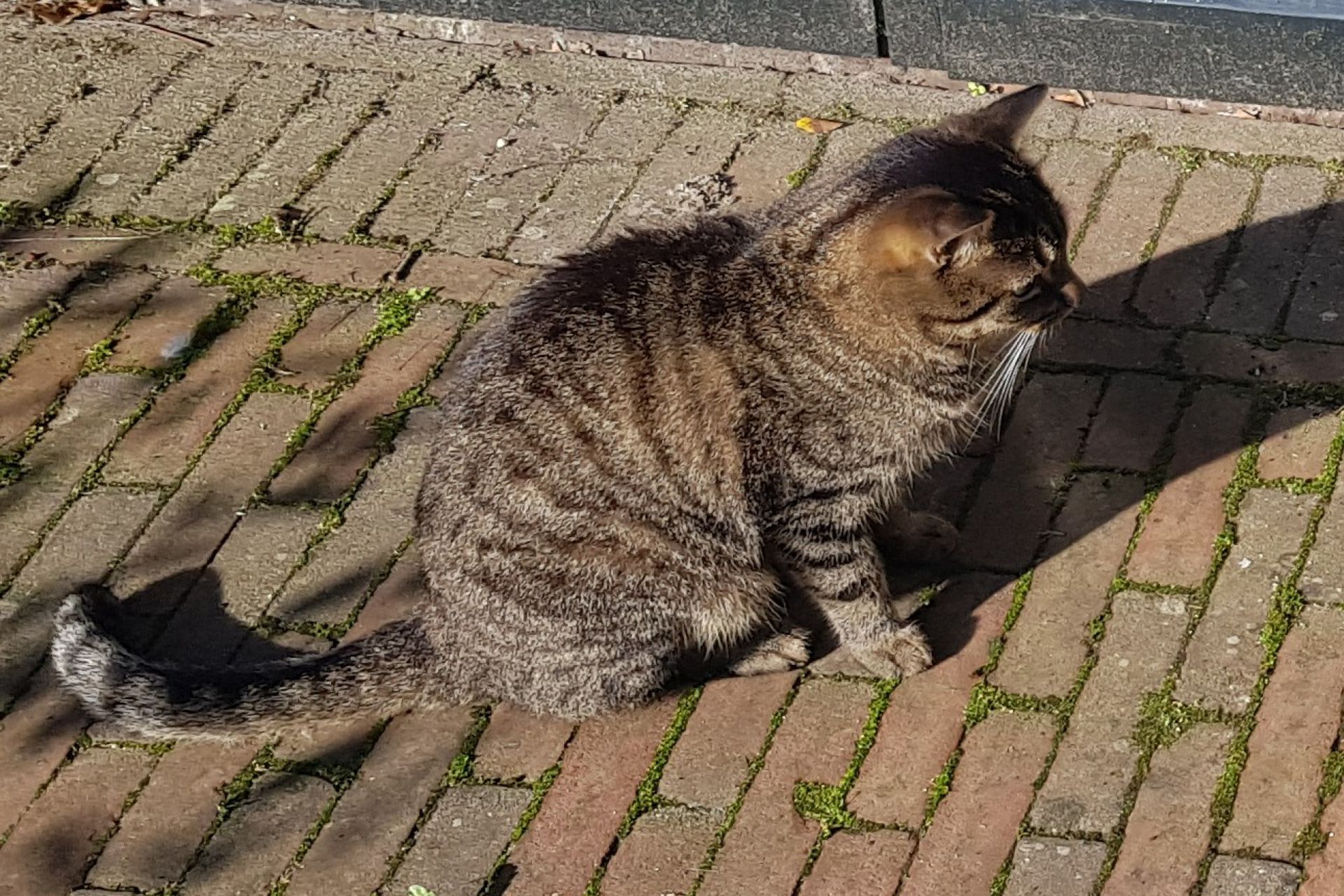 We zijn Juice kwijt, kleine tijger kater van 2 jaar oud.