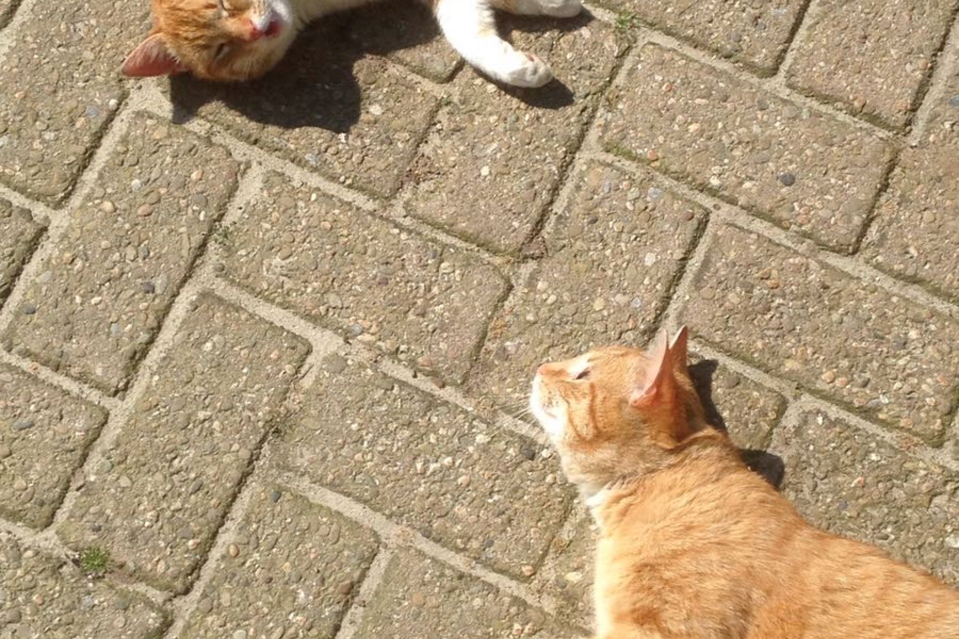 De bovenste kater. 3 witte beentjes, LV wit voetje