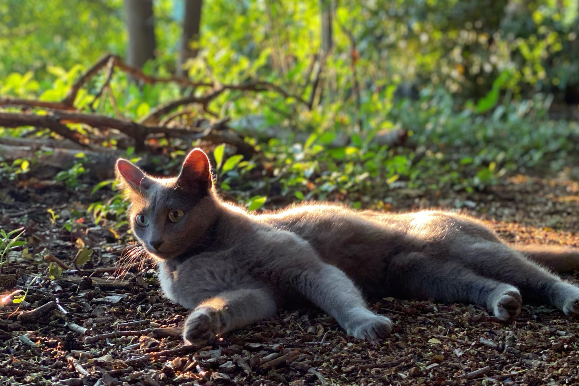 Lana, 3-jarige Poes (Blauwe Rus) gesterilliseerd