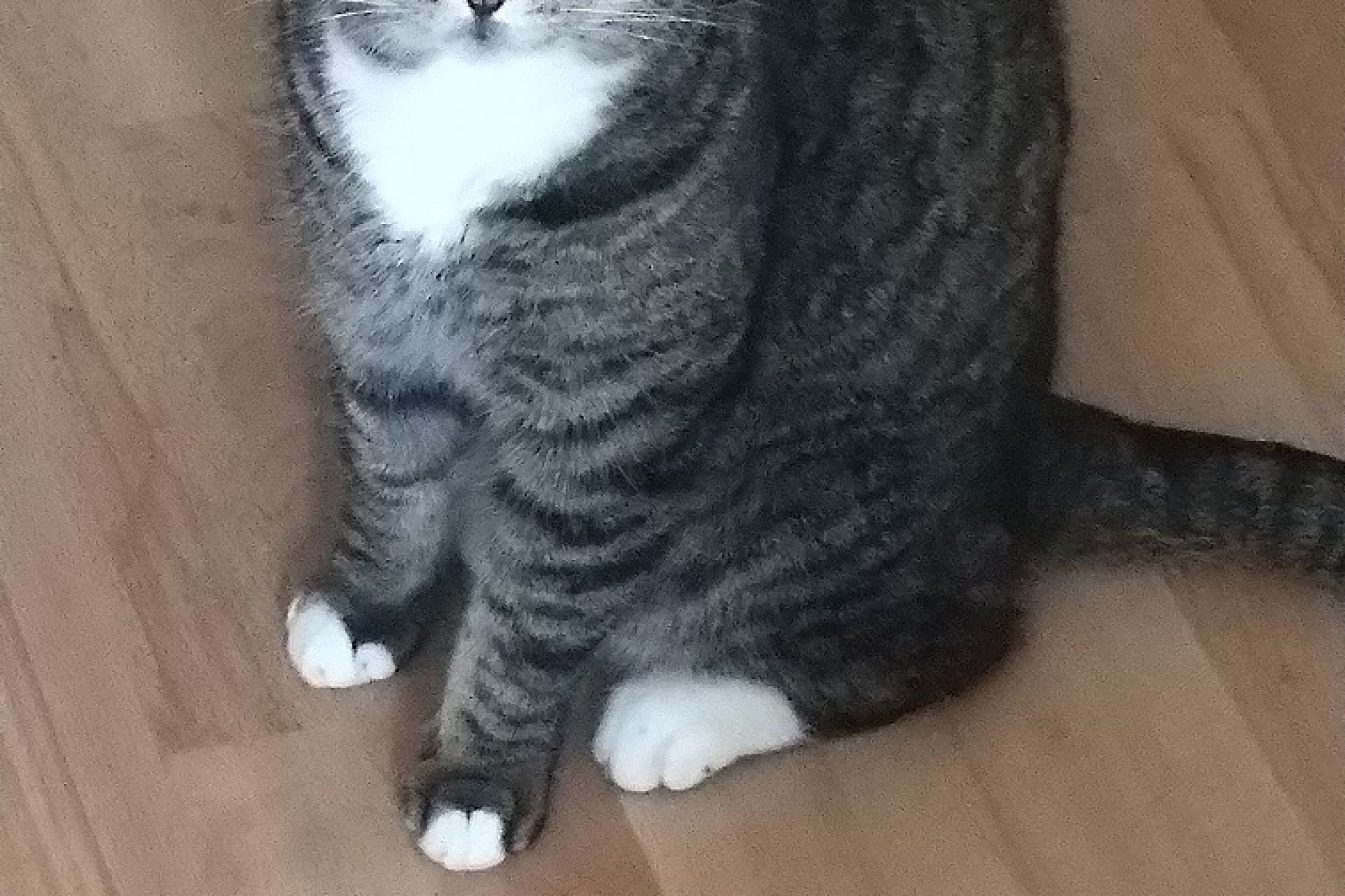 Leo, gecastreerde kater, hapje uit linkeroor