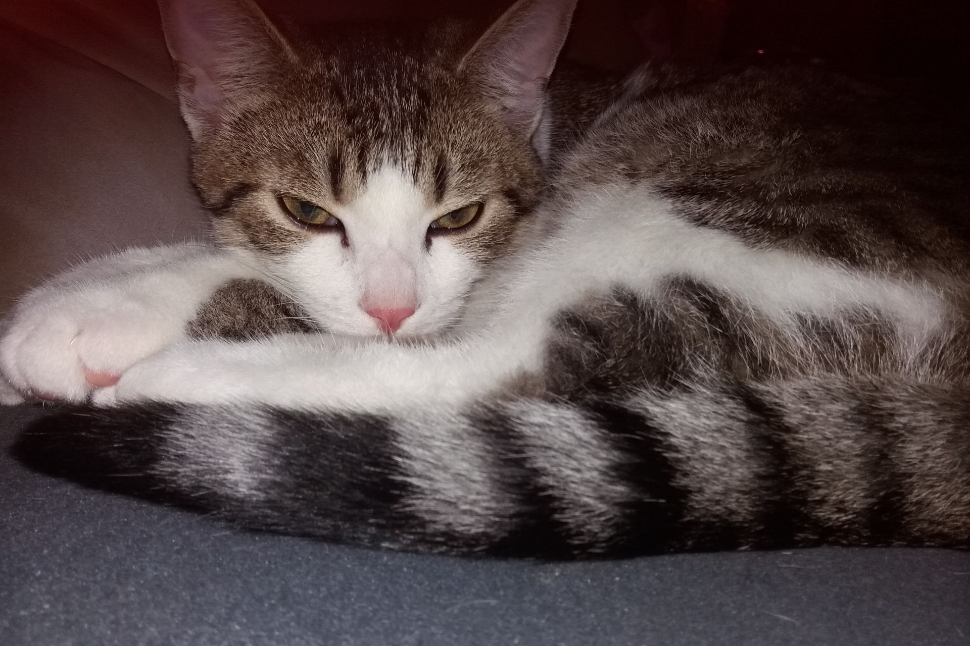 Cyperse kat Amsterdam-West vermist op 1 januari 2019