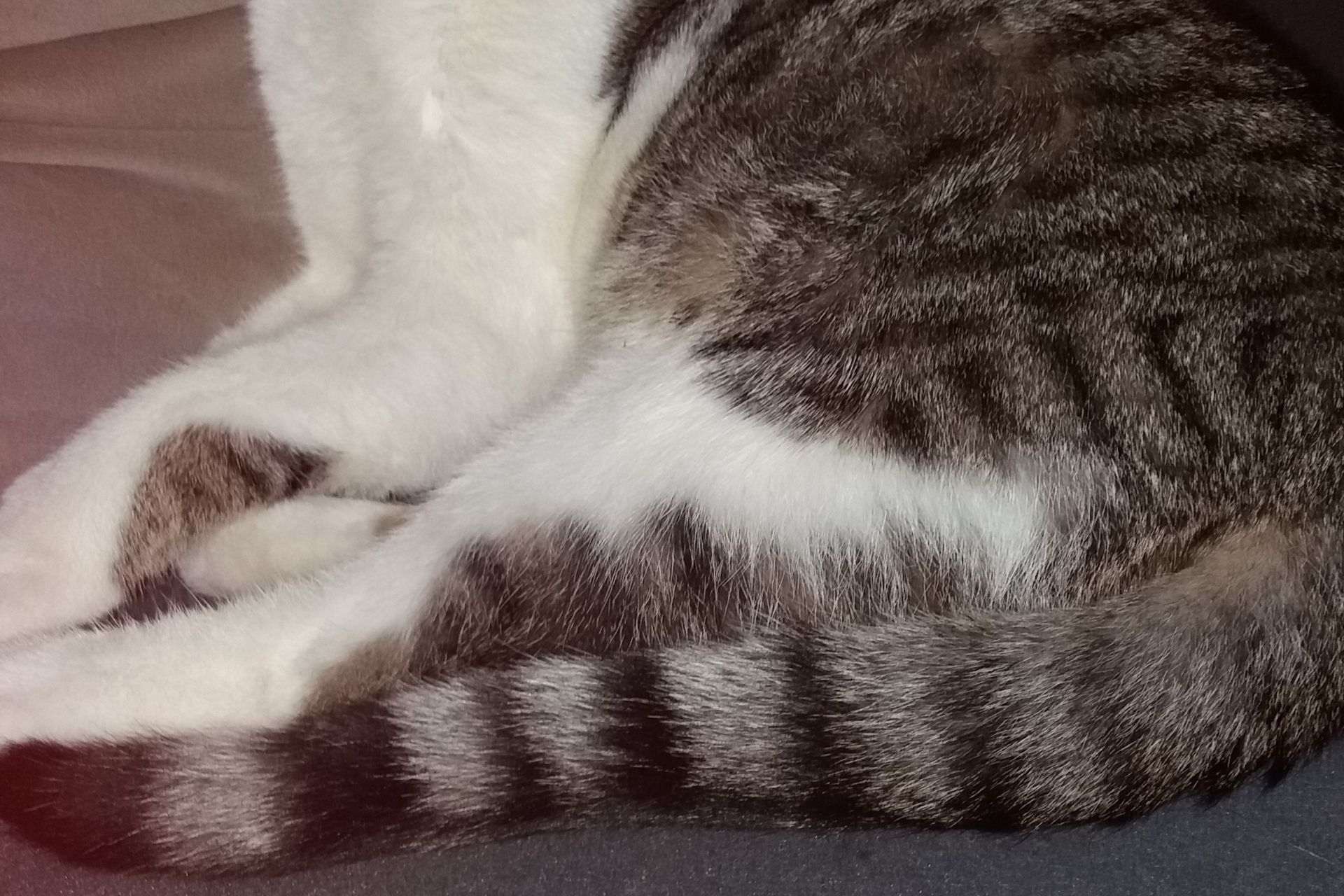 Cyperse kat Amsterdam-West vermist op 1 januari 2019