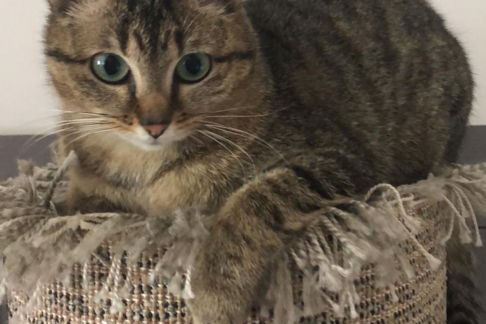 Mila is vermist sinds 14 juli 2019