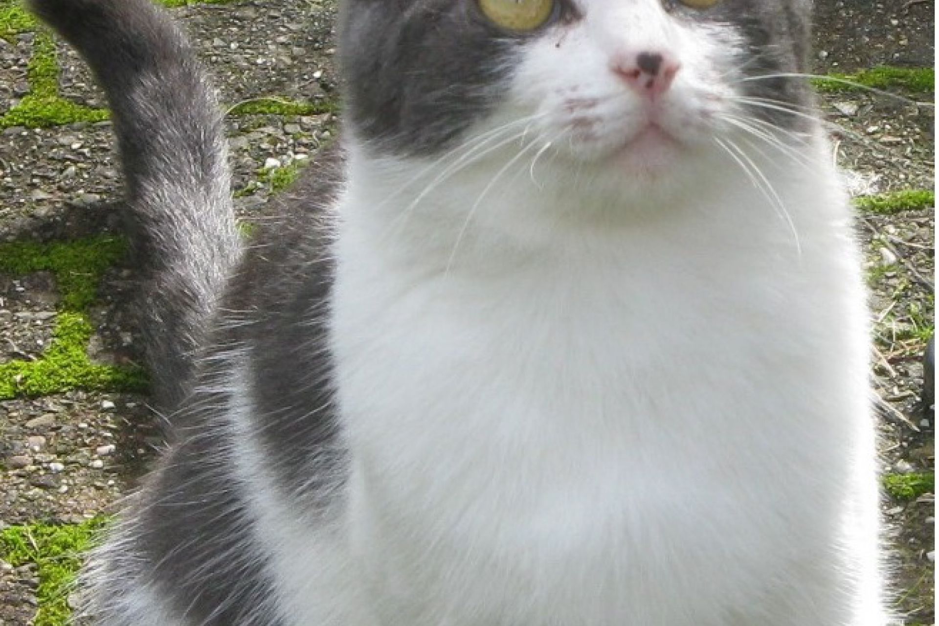 Grijswit gevlekte poes van 8 jaar met zwart vlekje op de neus. 