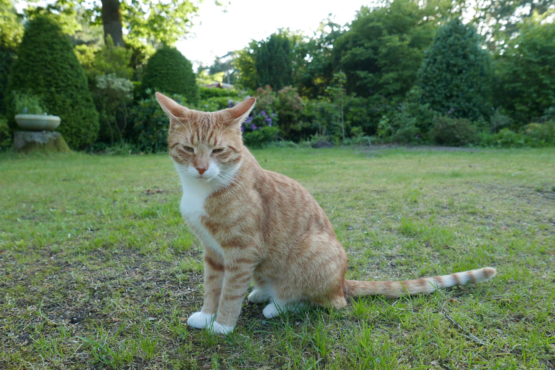 Kater rood cypers met witte snoet, bef, buik, en sokjes