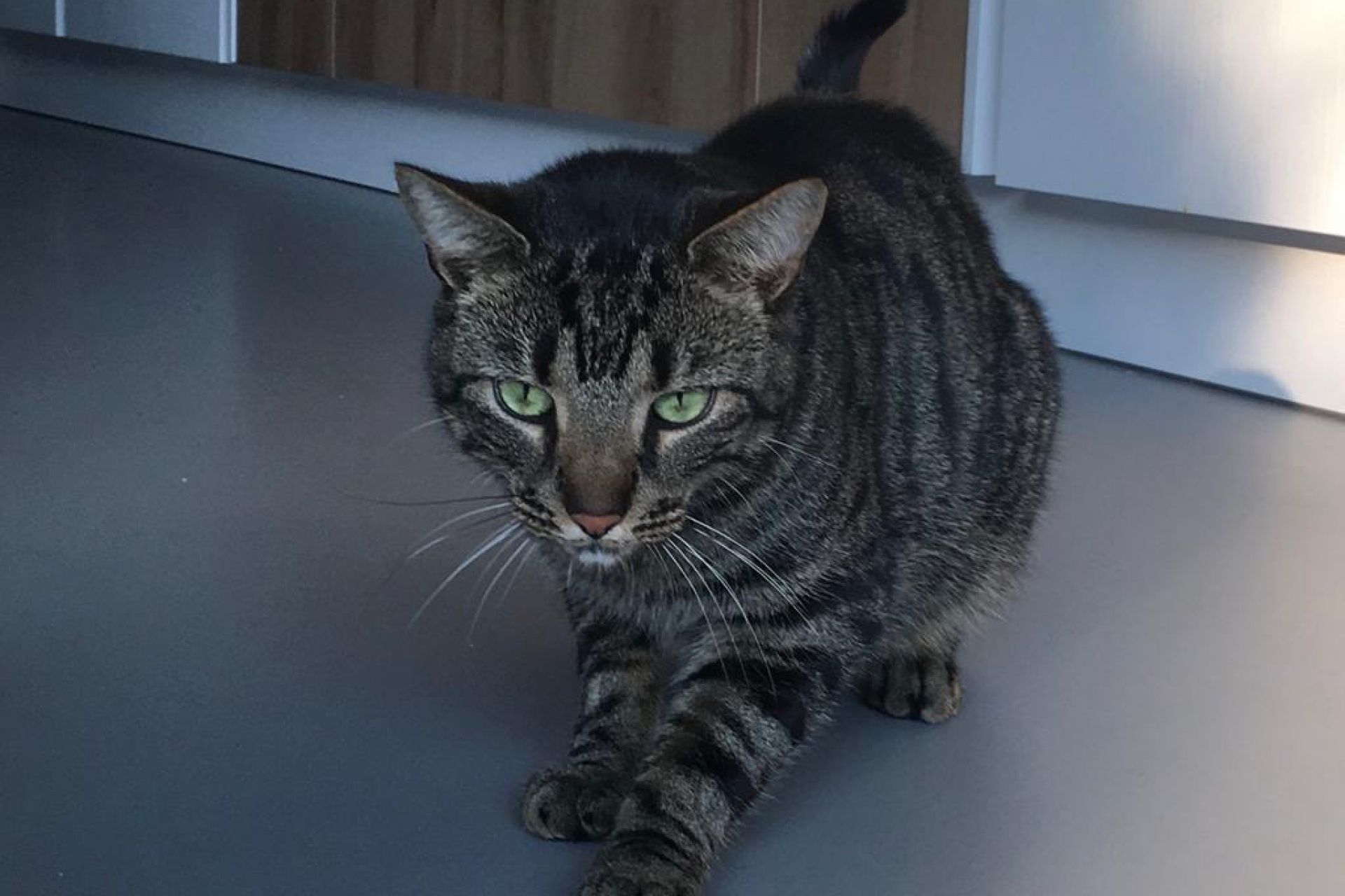 Onze grote lieve cyperse kater Oliver is sinds eergisteren vermist. Oliver woont in de Jan Steenlaan.Altijd overdag thuis om te eten en te slapen. Wij missen oliver heel erg en hopen dat hij snel weer thuiskomt. Heb je Oliver ergens gezien? Bel dan 06-10396640