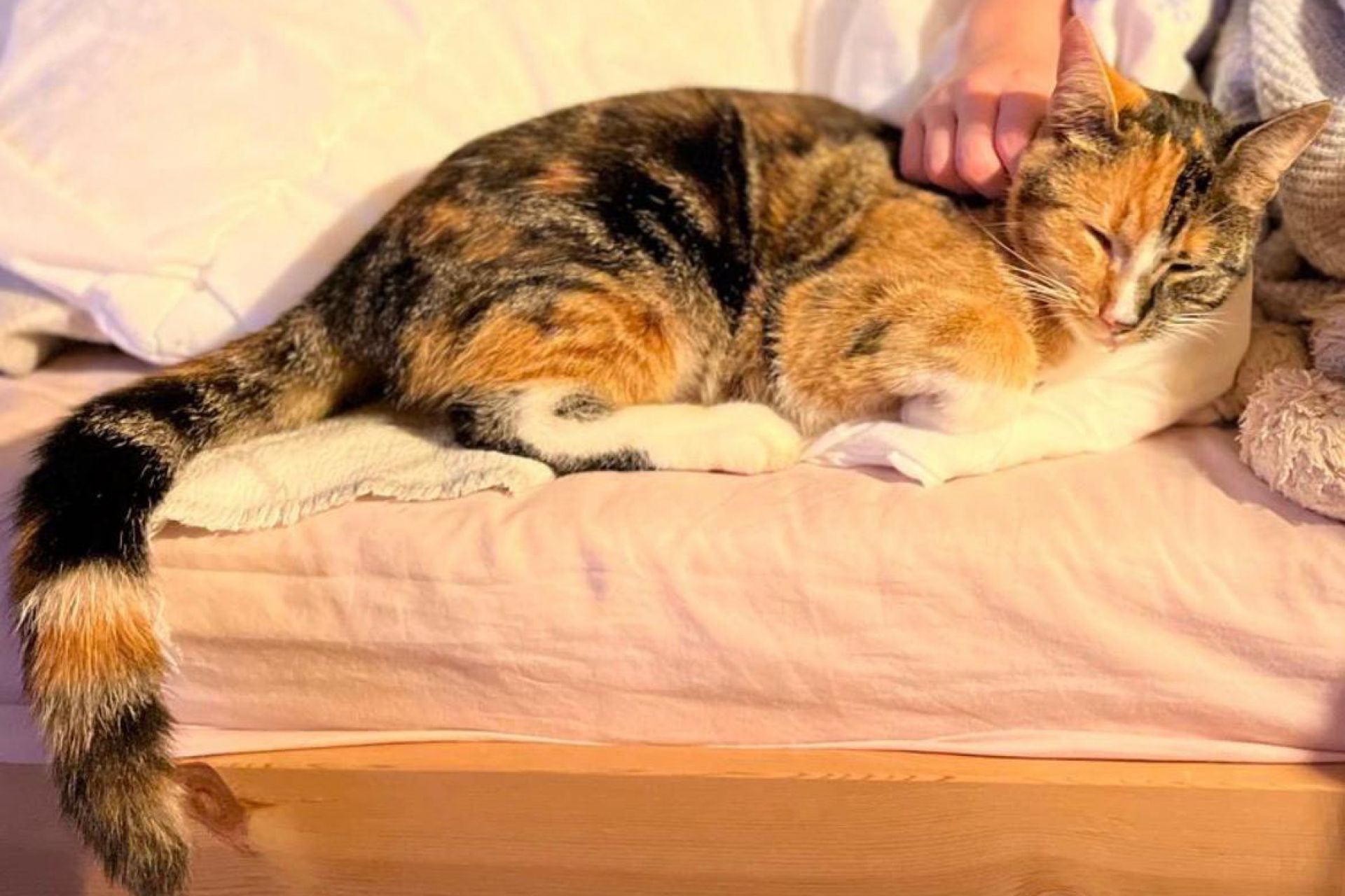 Gezocht lapjes kat - half rood half zwart wit 