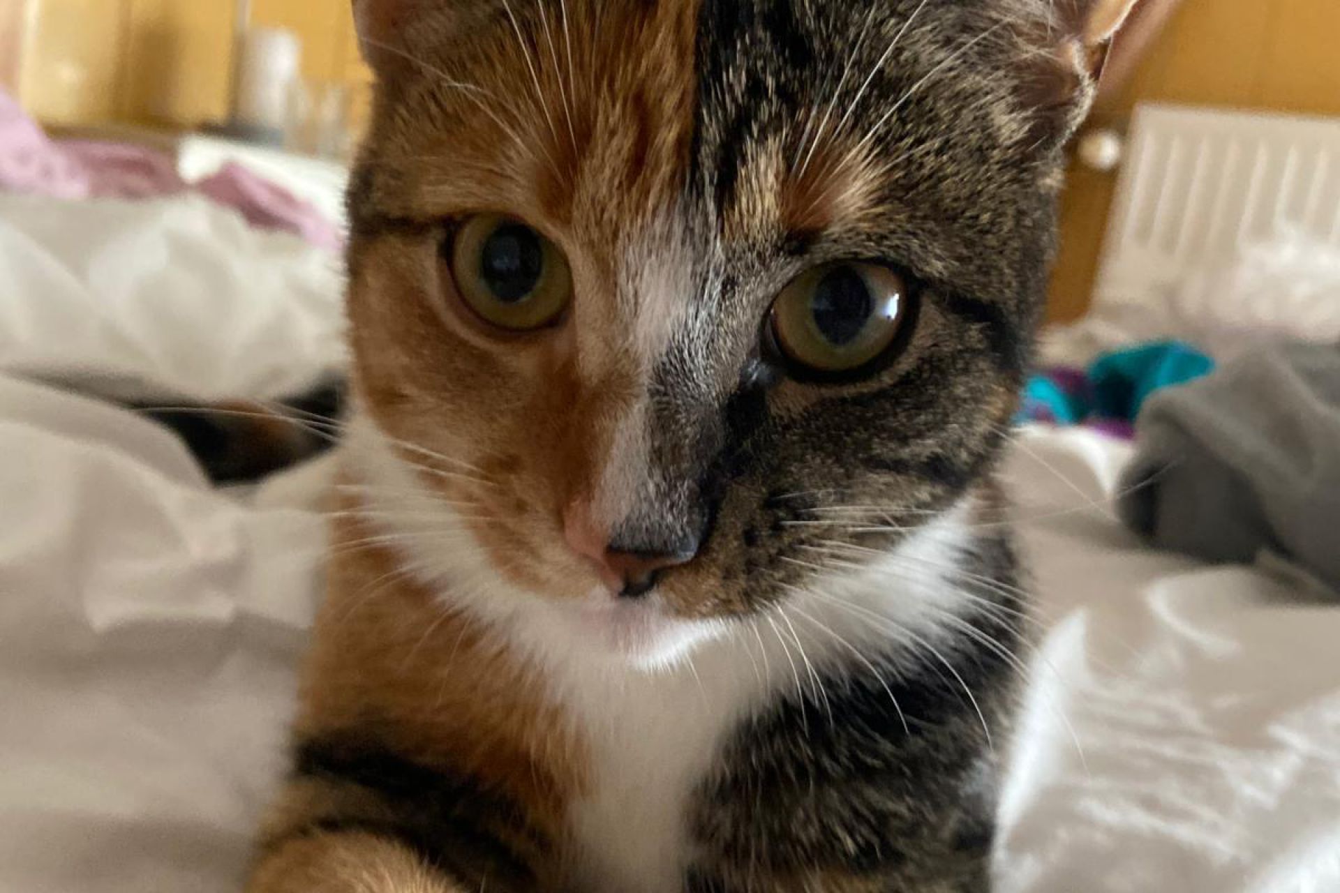 Pippa - lapjeskat half rood half zwart met witte nek en witte pootjes 