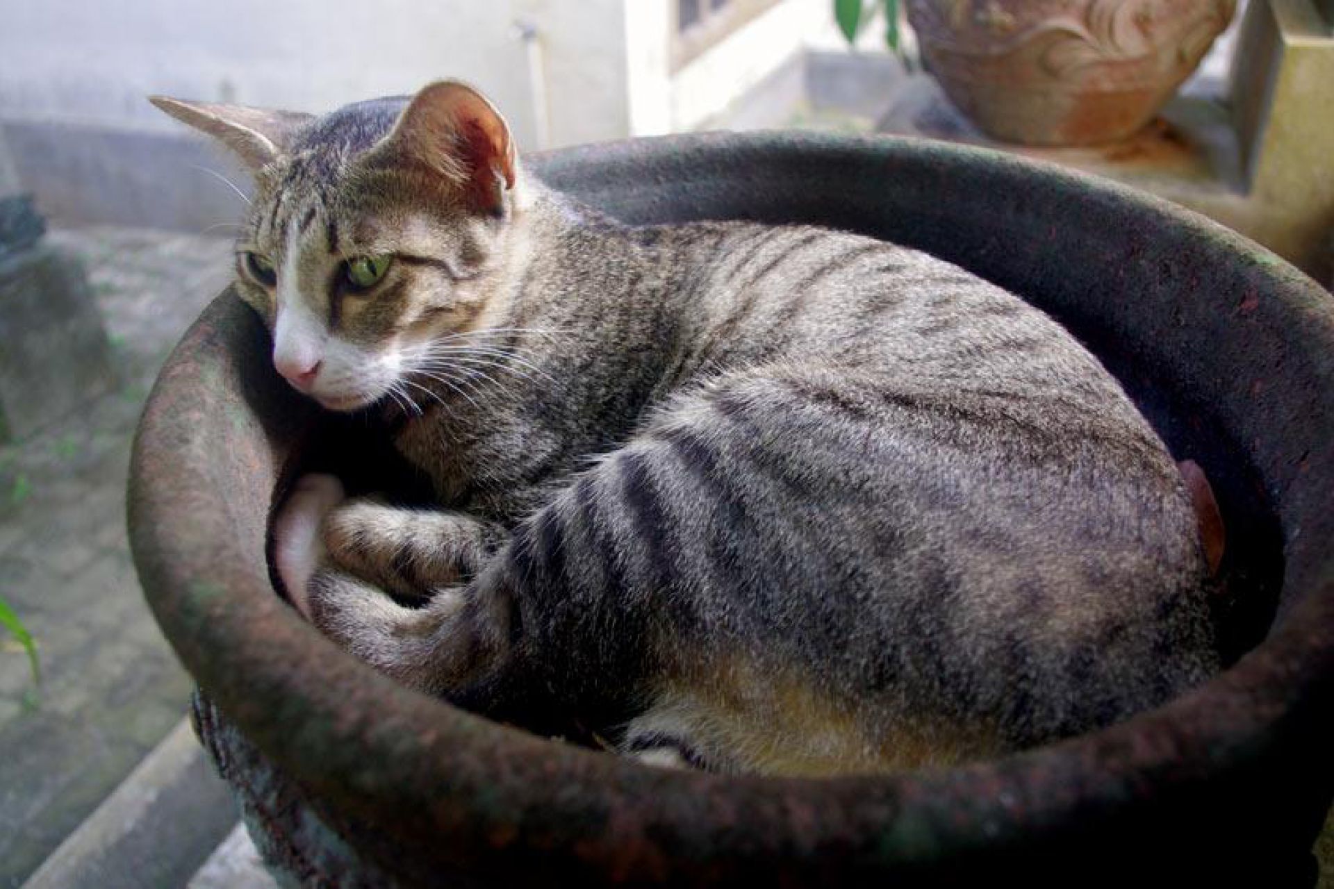 ik zoek een  kat van de 7 Hypoallergene kattenrassen