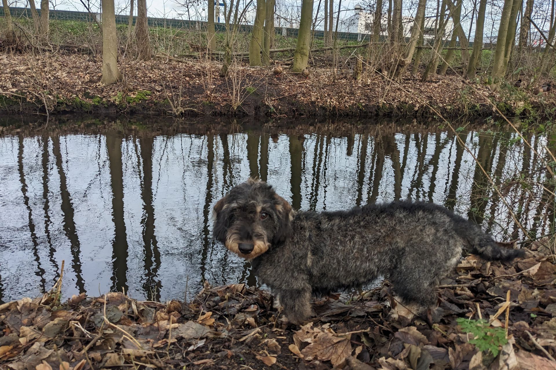 Ziggy  - ruwharige teckel - wildkleur - teefje - 8 maanden oud