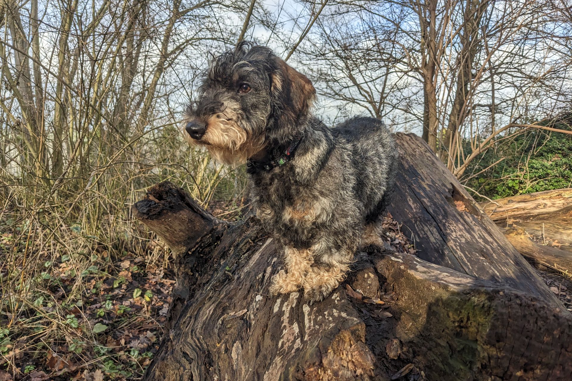 Ziggy - ruwharige teckel - wildkleur - teefje  - 8 maanden oud