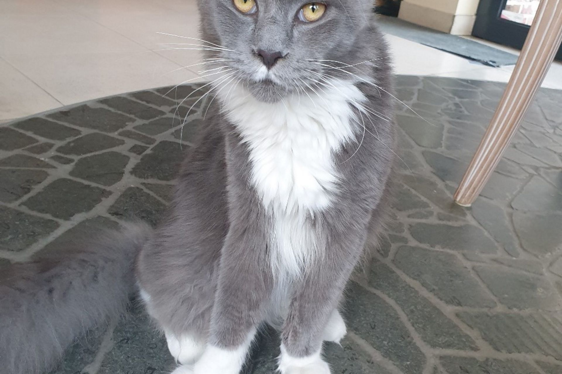 grijze main coon met witte onderbuik en witte pootjes