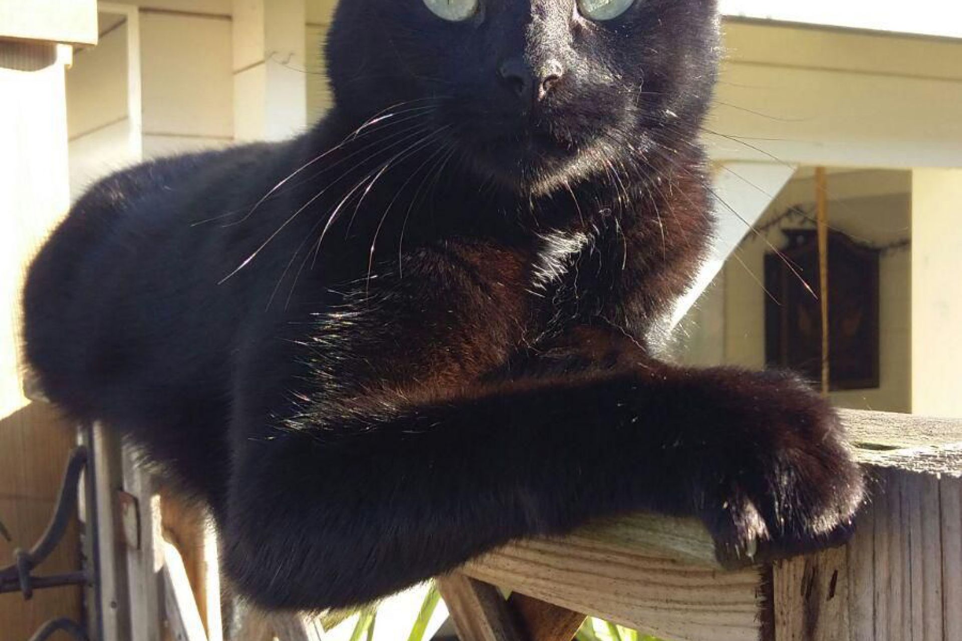 Guus, lieve kater van 12 met wit befje
