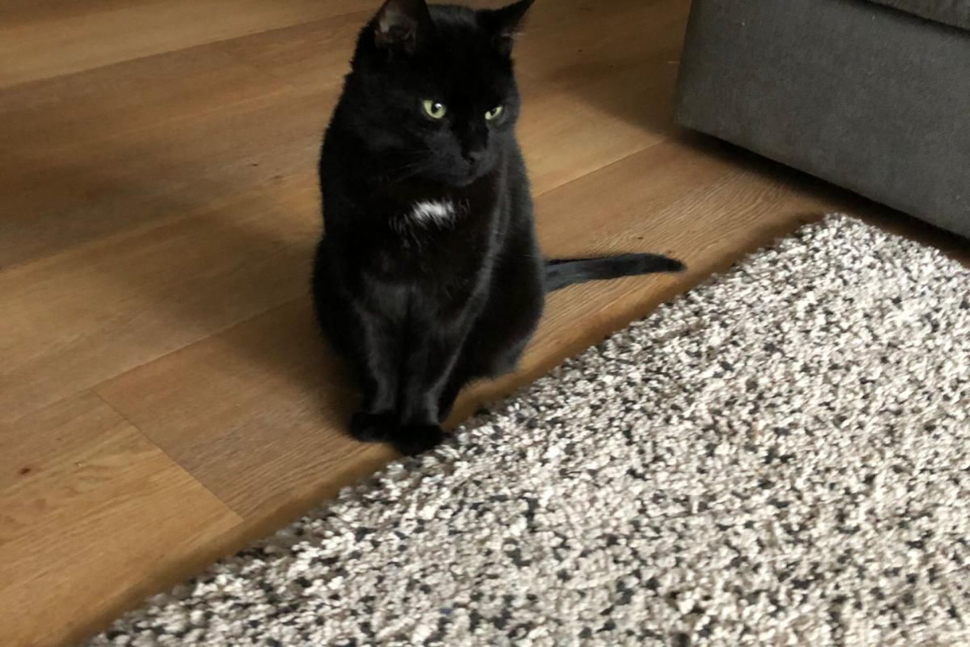 Guus, lieve kater van 12 met wit befje