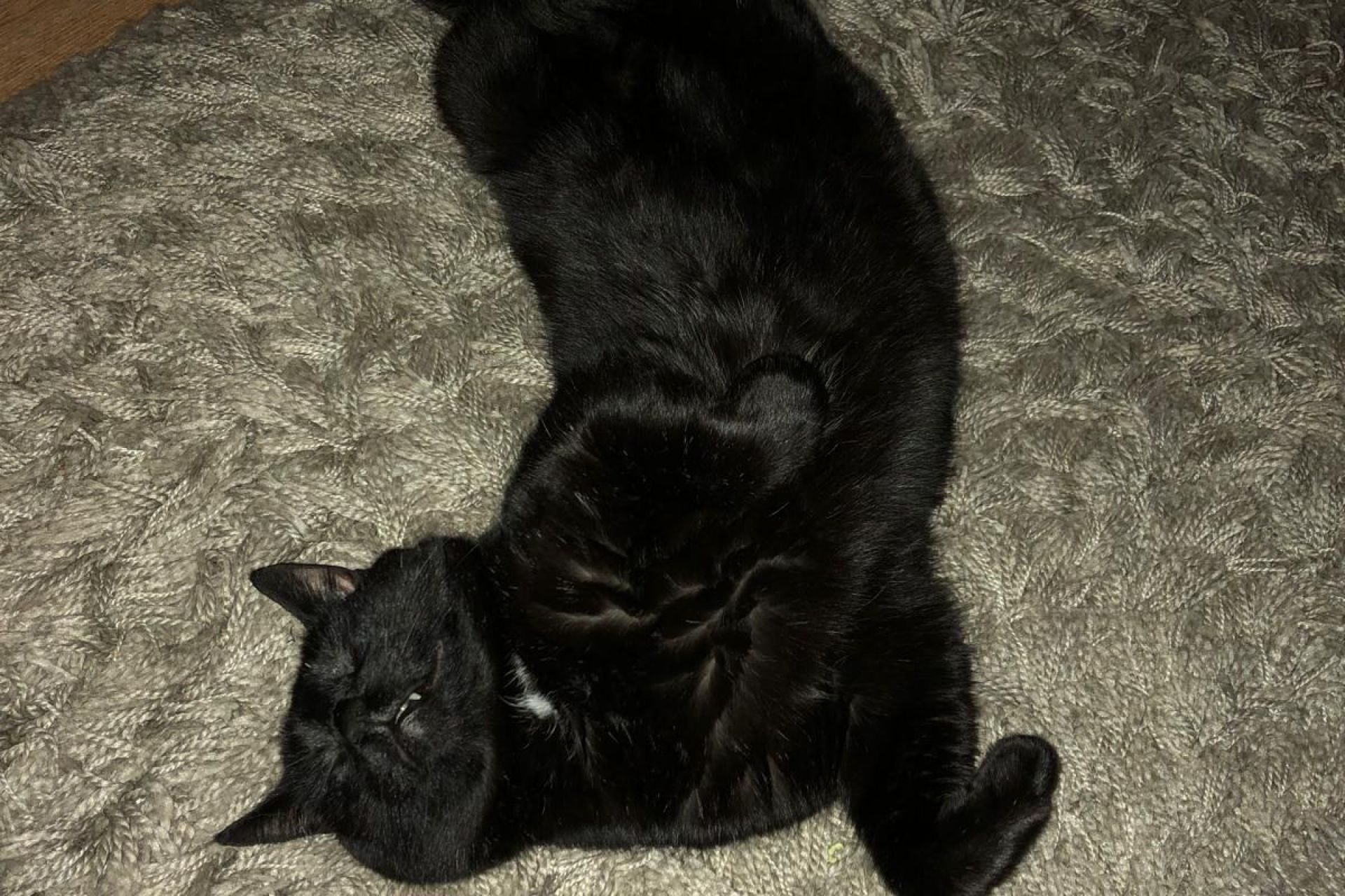 Guus, lieve kater van 12 met wit befje