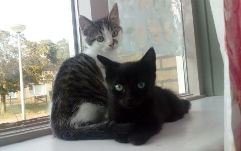 kittens Casper en Cor