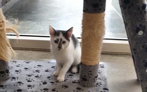 kitten Ikki